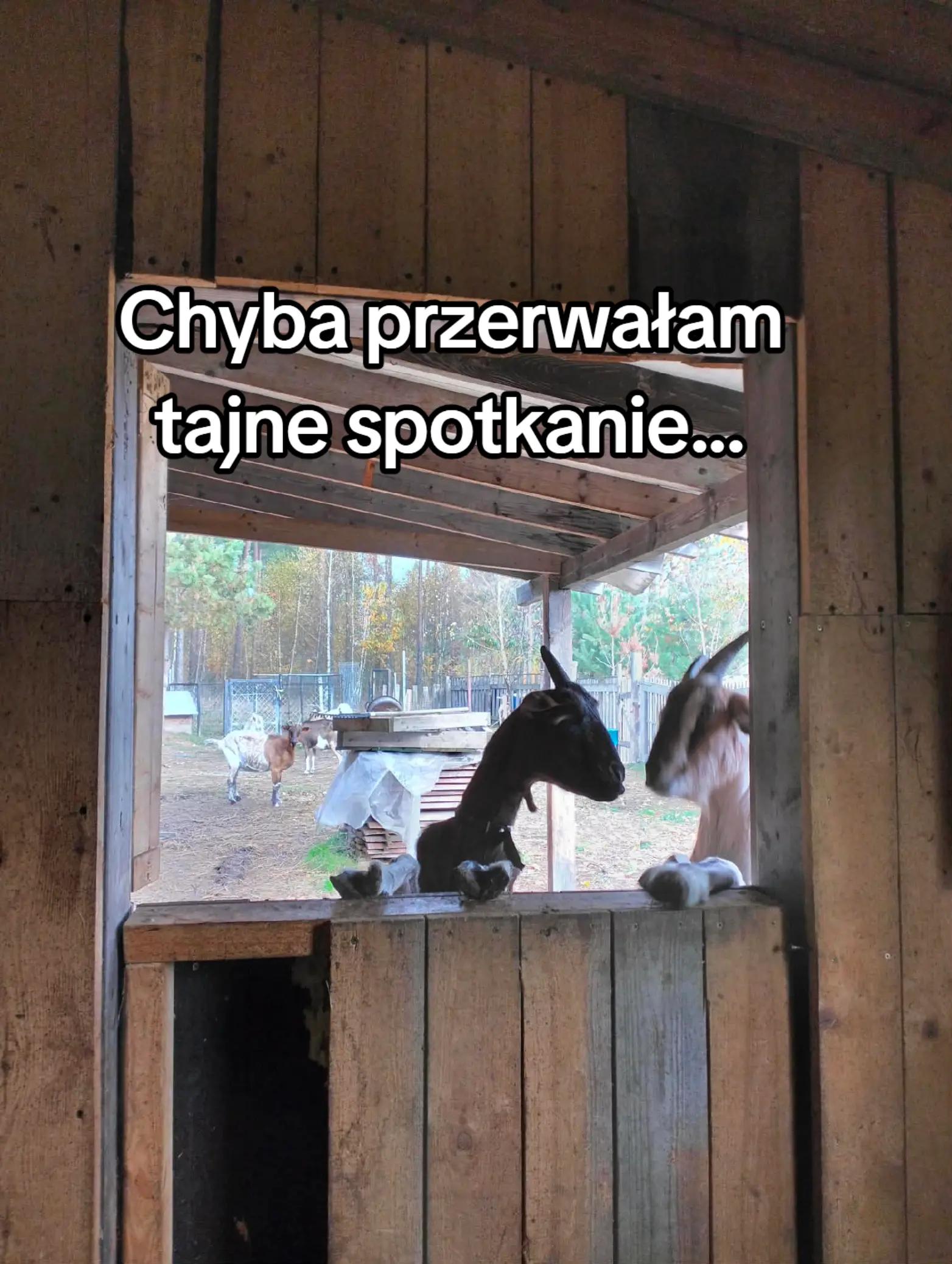 @Makowa Koza - sery z Kociewia