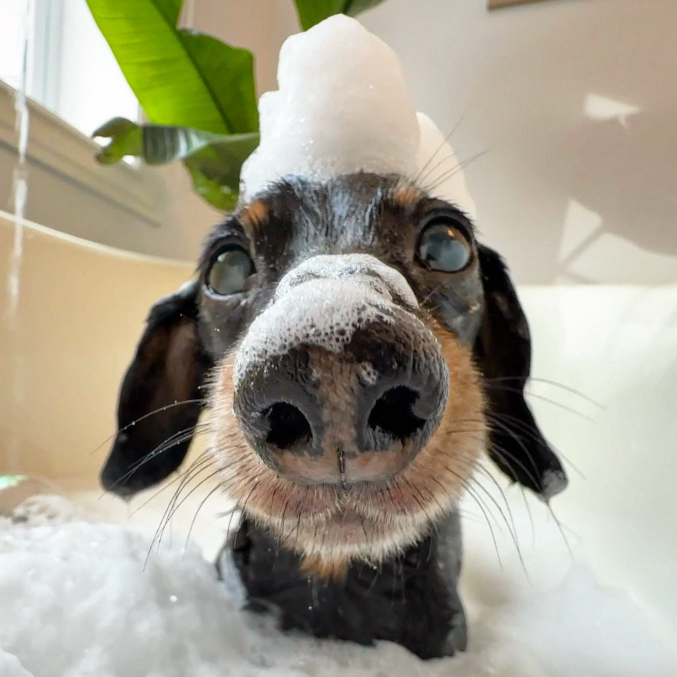 @Crusoe the Dachshund