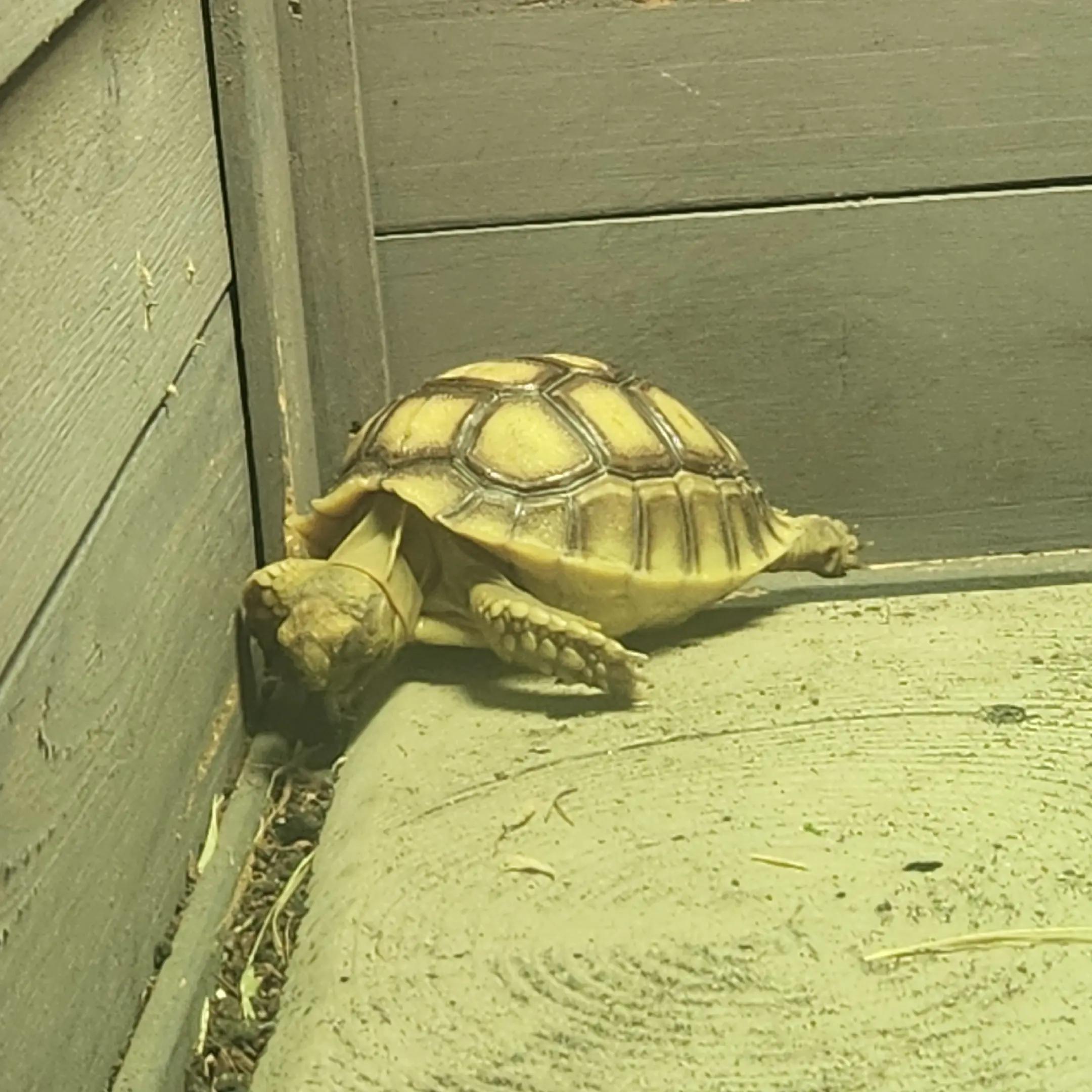 @Ballard’s Reptiles