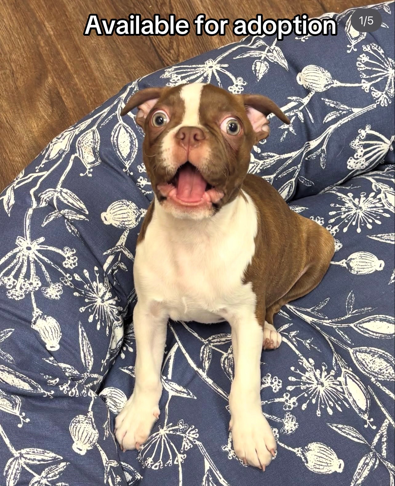 @Boston terriers puppies