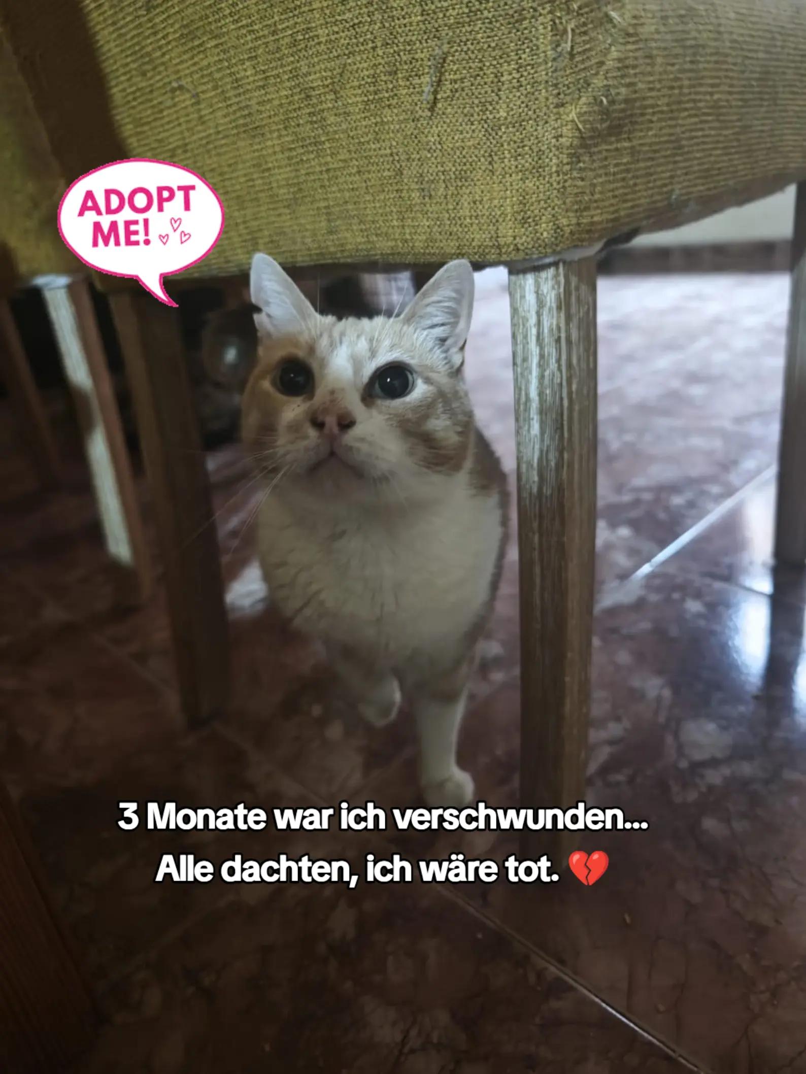 @Katzenblicke e.V.