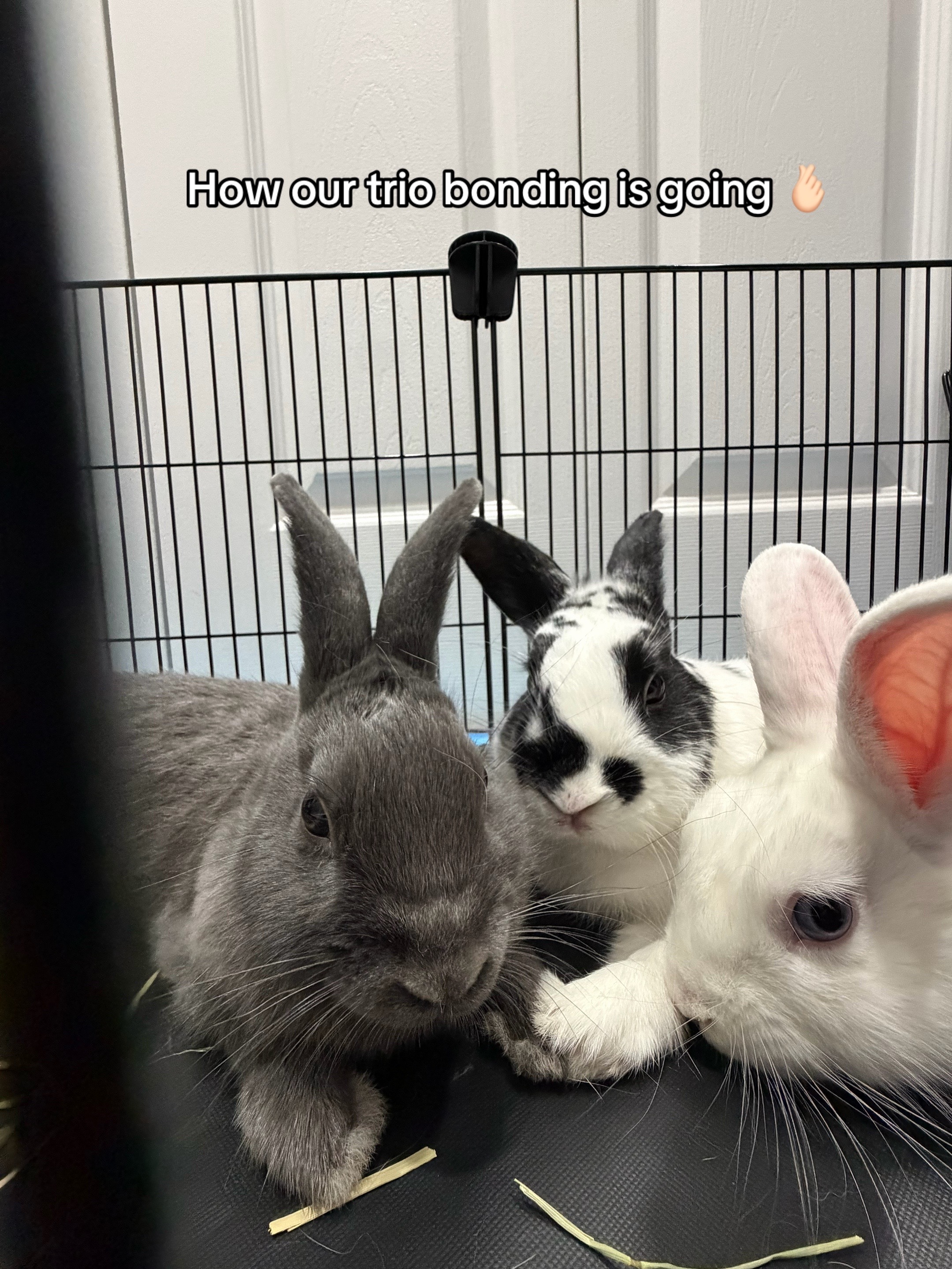 @bunsandhustles