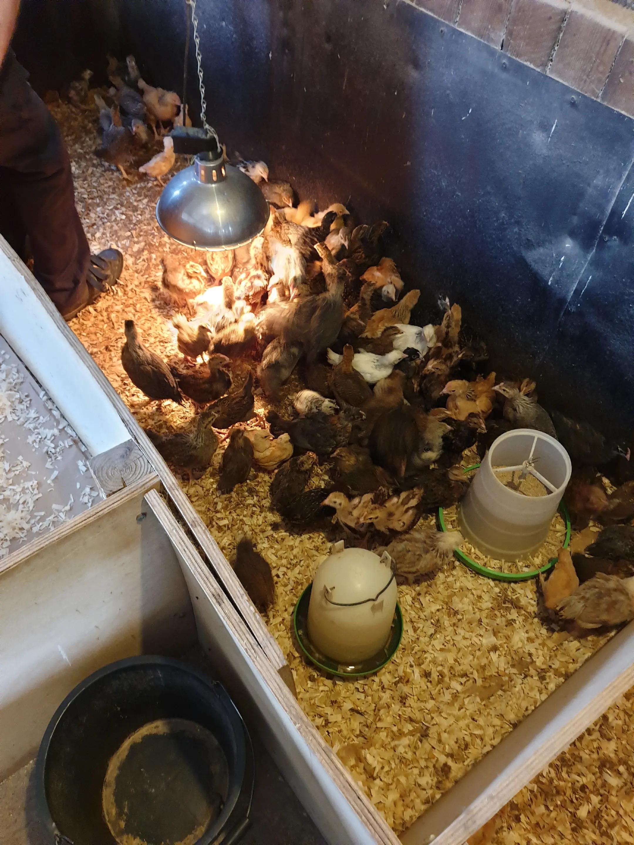 @Little Laying Chickens Shop
