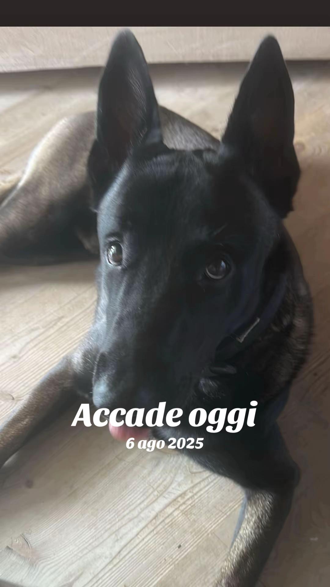@ULLR&HEL Malinois