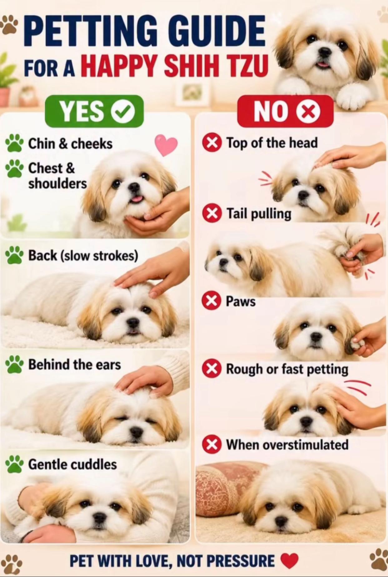@Teacup Shih Tzu Puppies