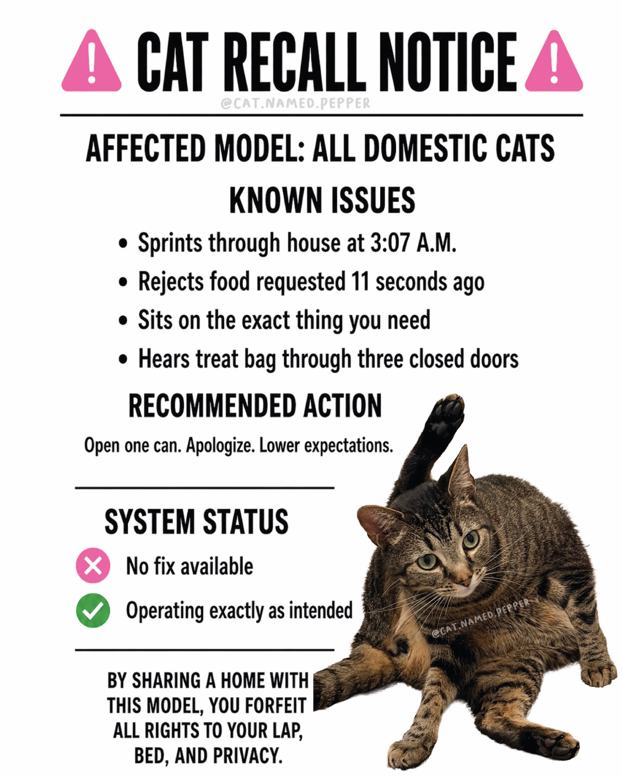 @Pepper the Rescue Cat 🐈⬛