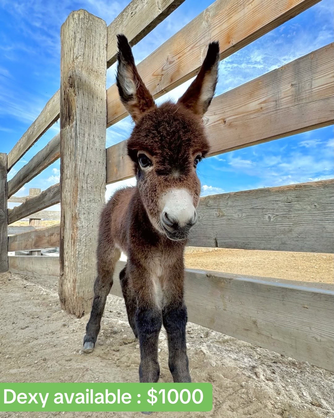 @Double Donkey Ranch