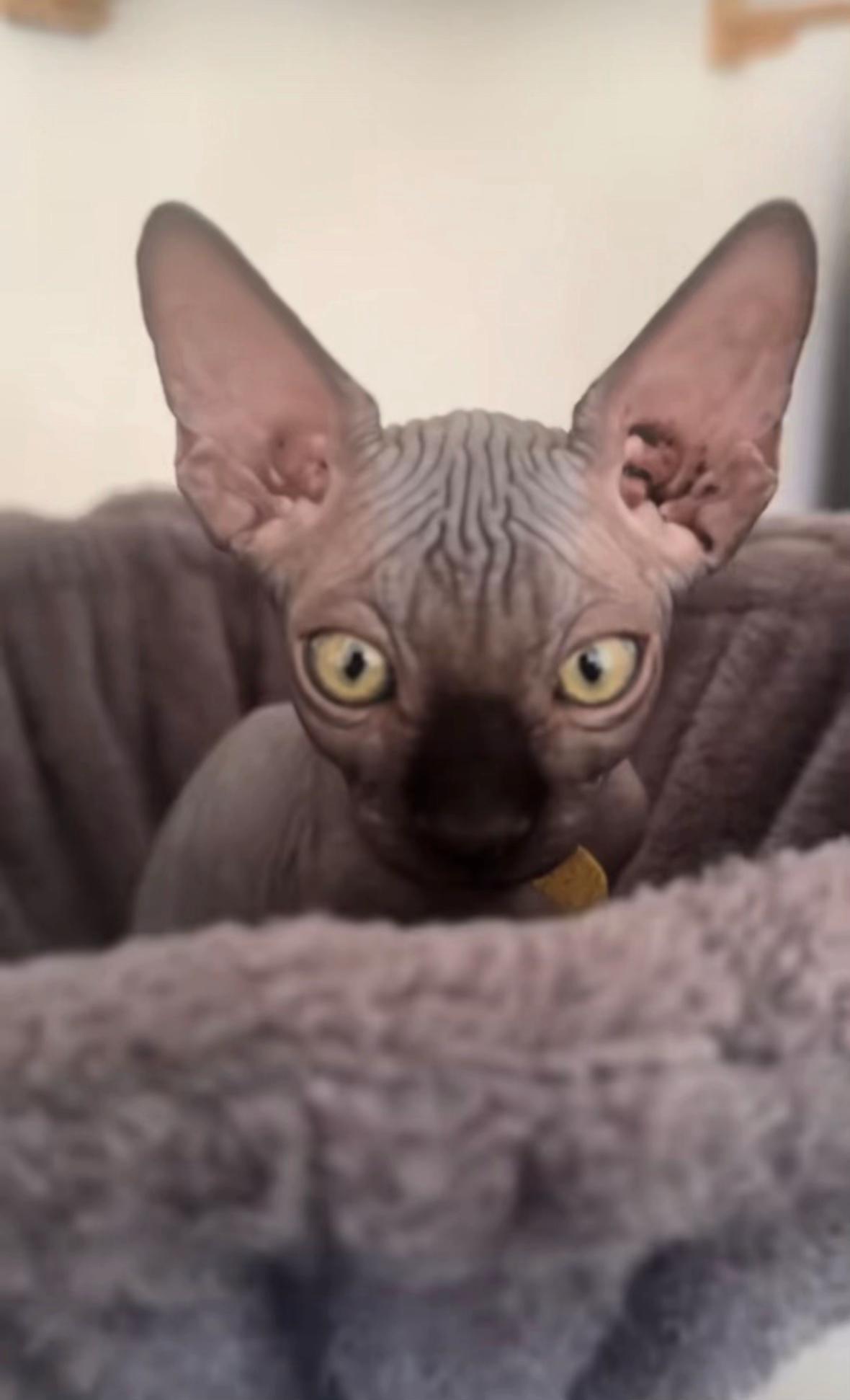 @vanilleetbeerus