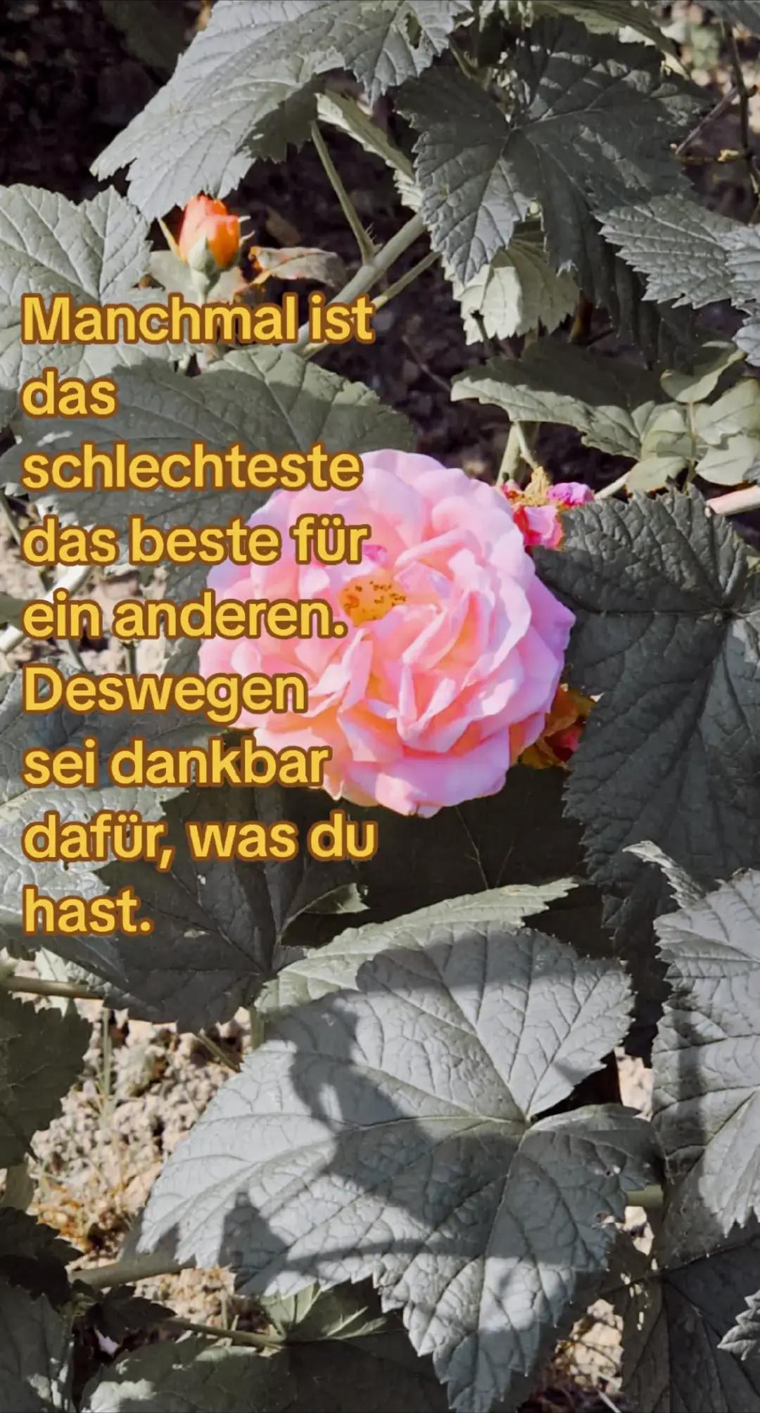 @noyan