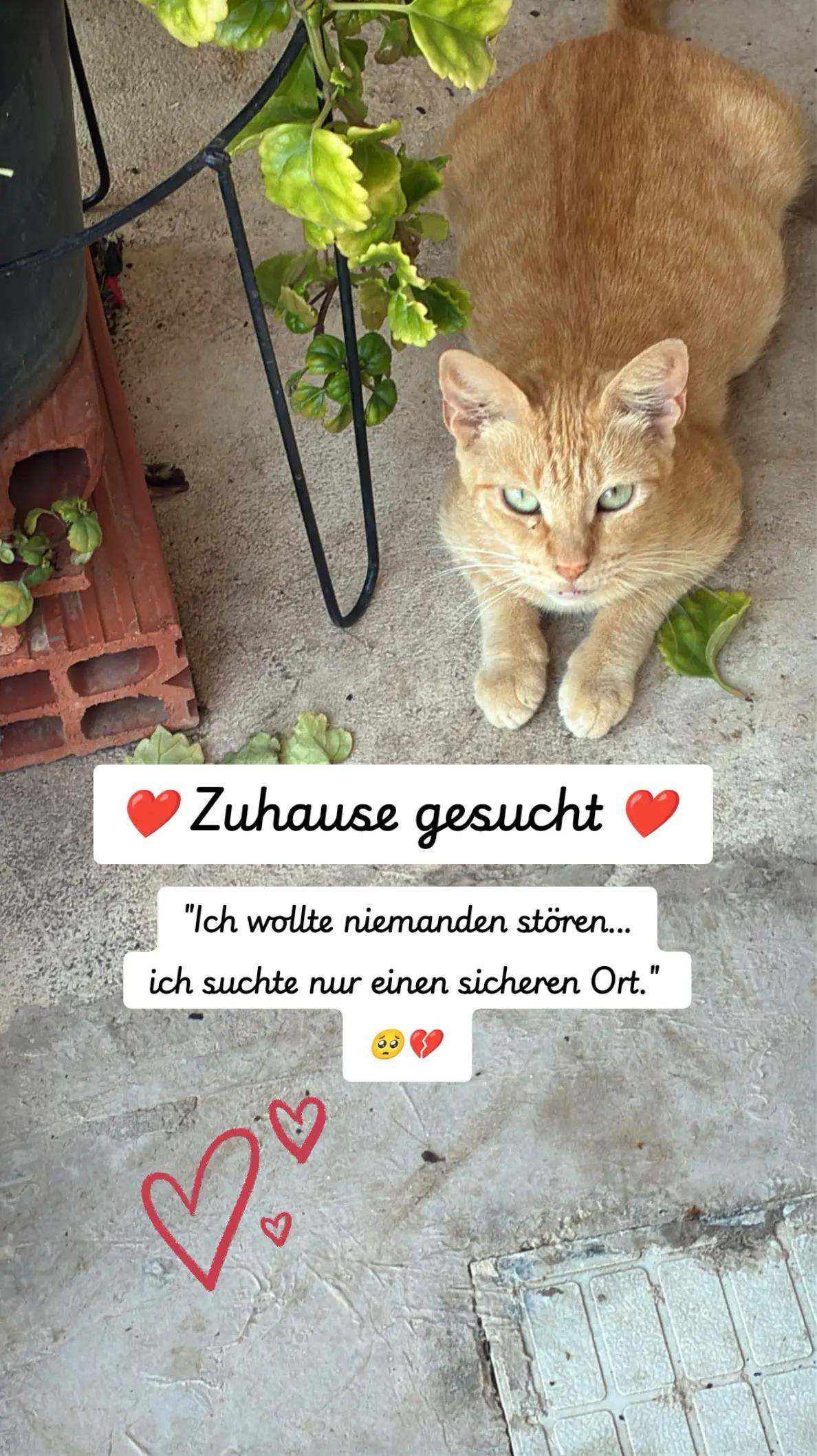 @Katzenblicke e.V.