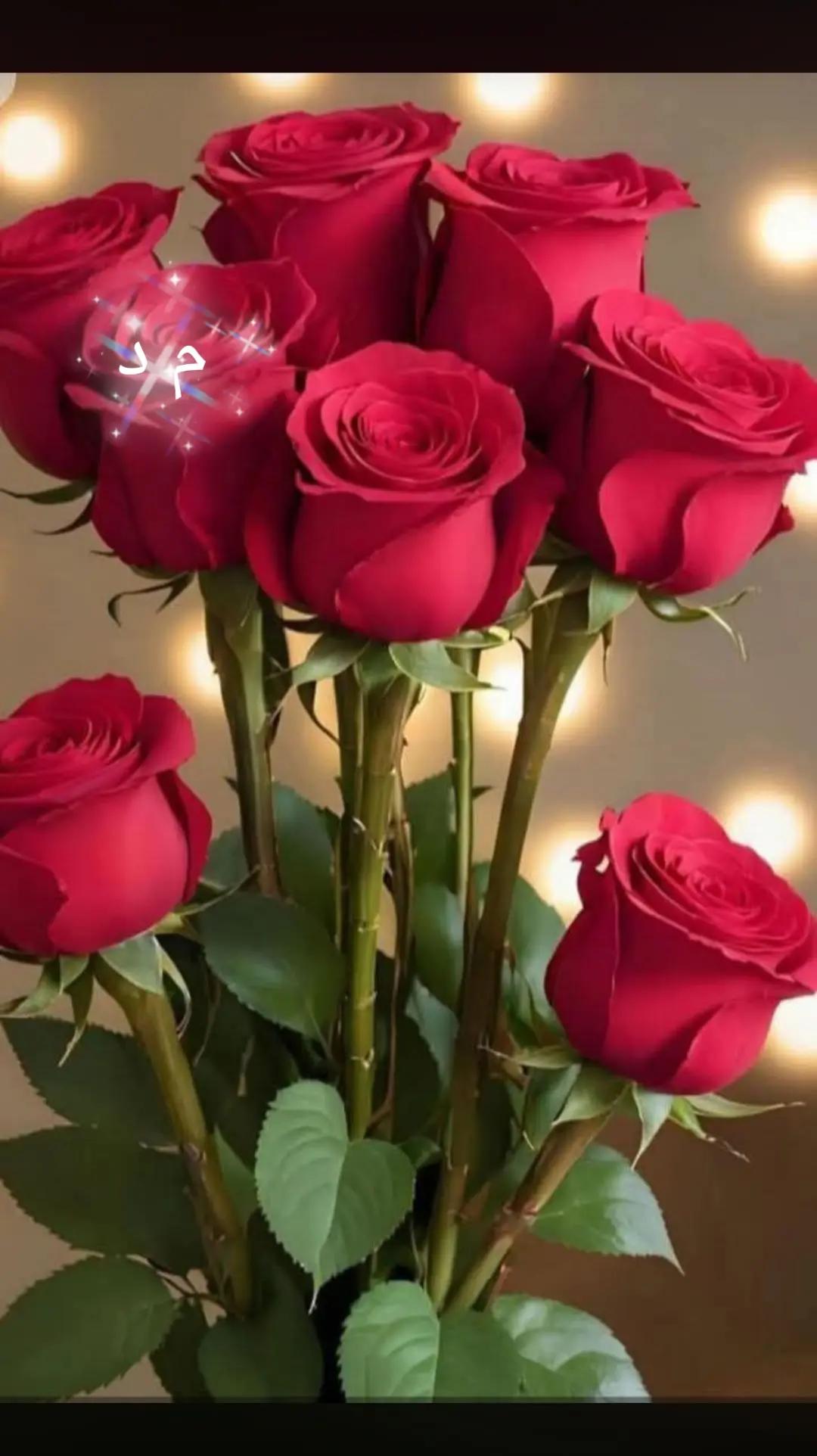 @mondher debichi🇹🇳🇲🇫🫶🫶❤️