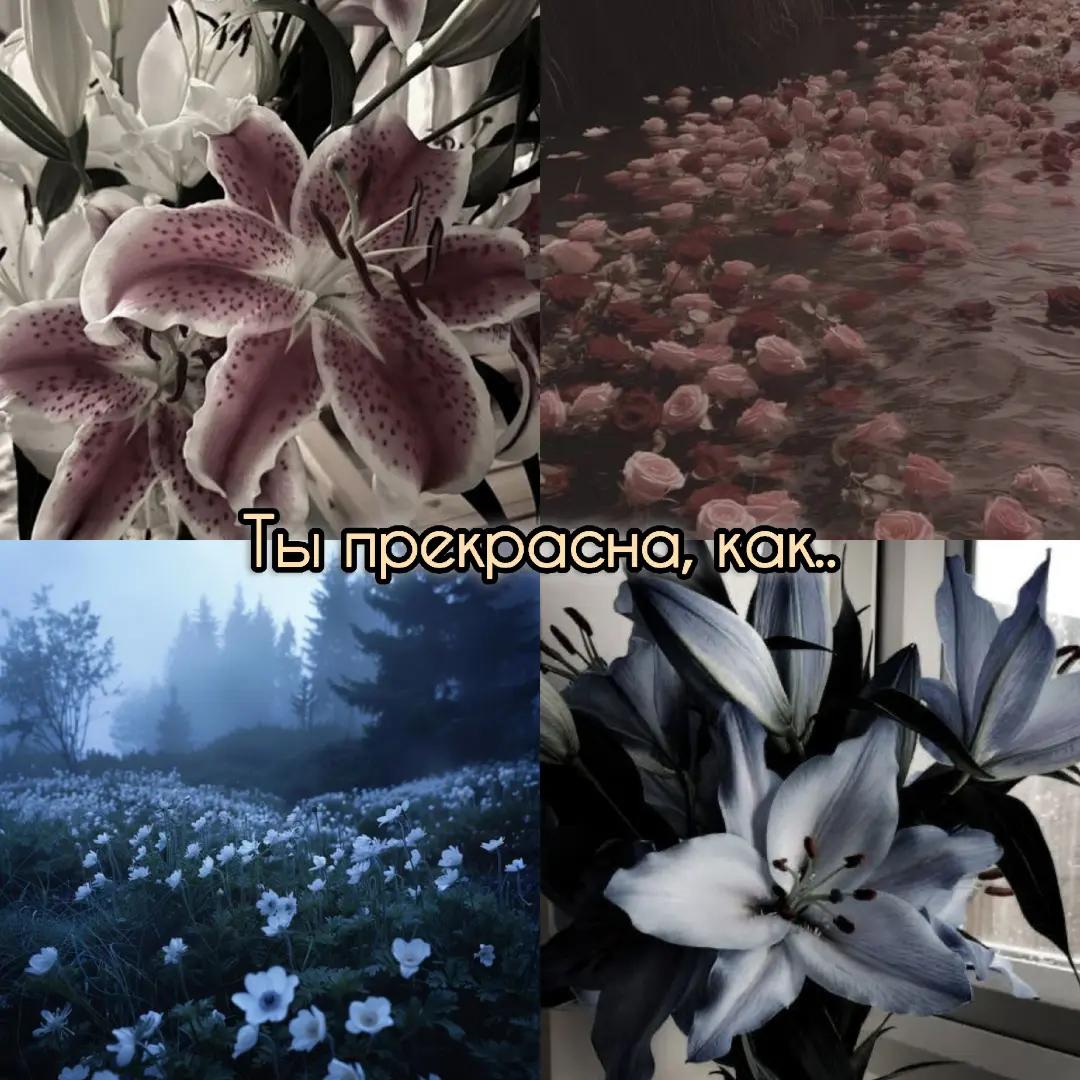 @𝓔𝓶𝓮𝓻𝓪𝓵𝓭_𝓣𝓮𝓪𝓻𝓼