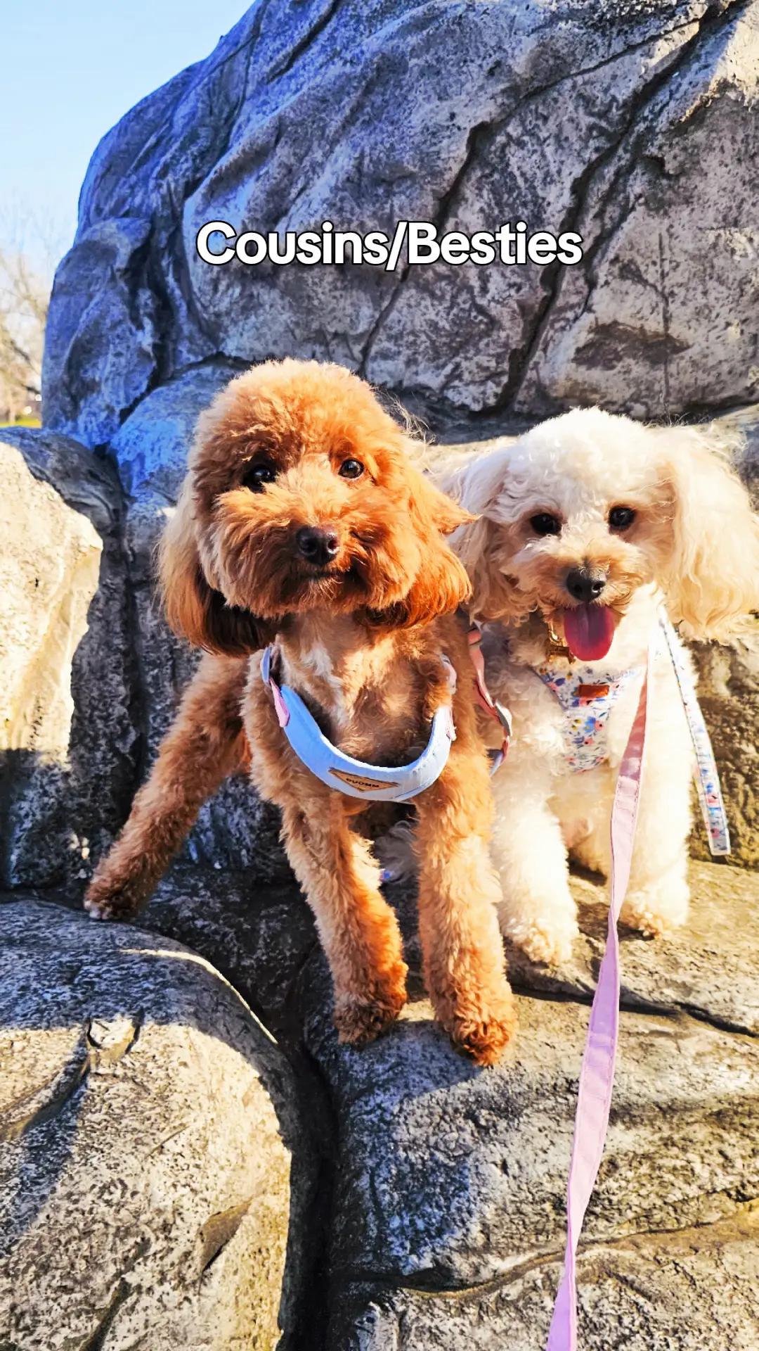 @Summer Rose The Poodle
