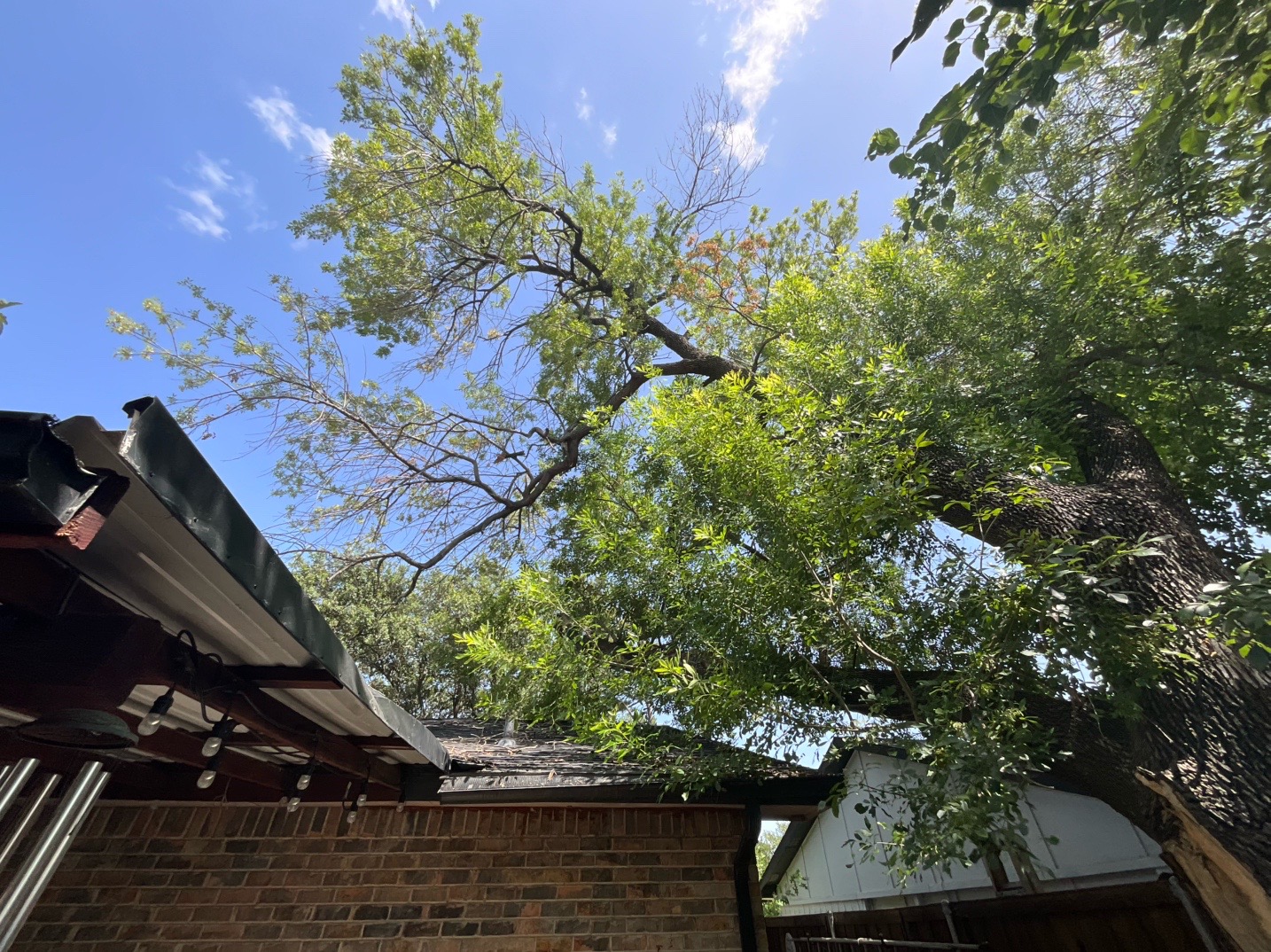 @Live Oak Tree Service