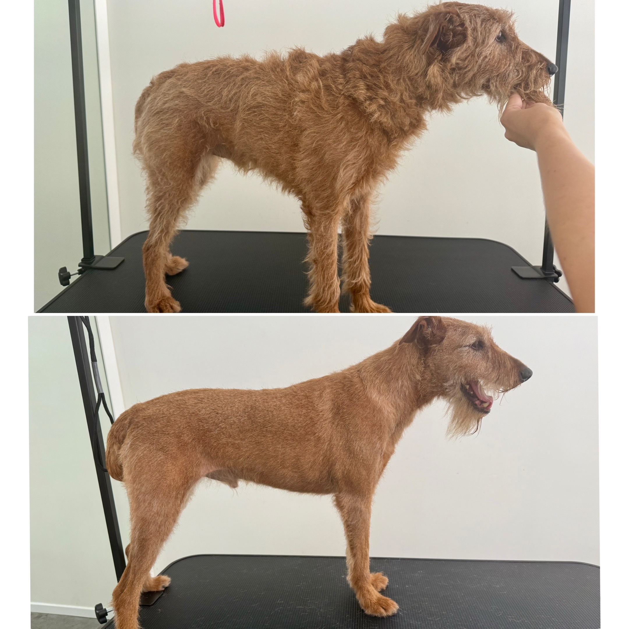 @Julia_theGroomer