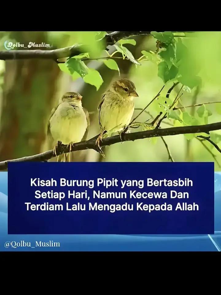 @📿🇮🇩🥑MAUJUT QALBI🇭🇰