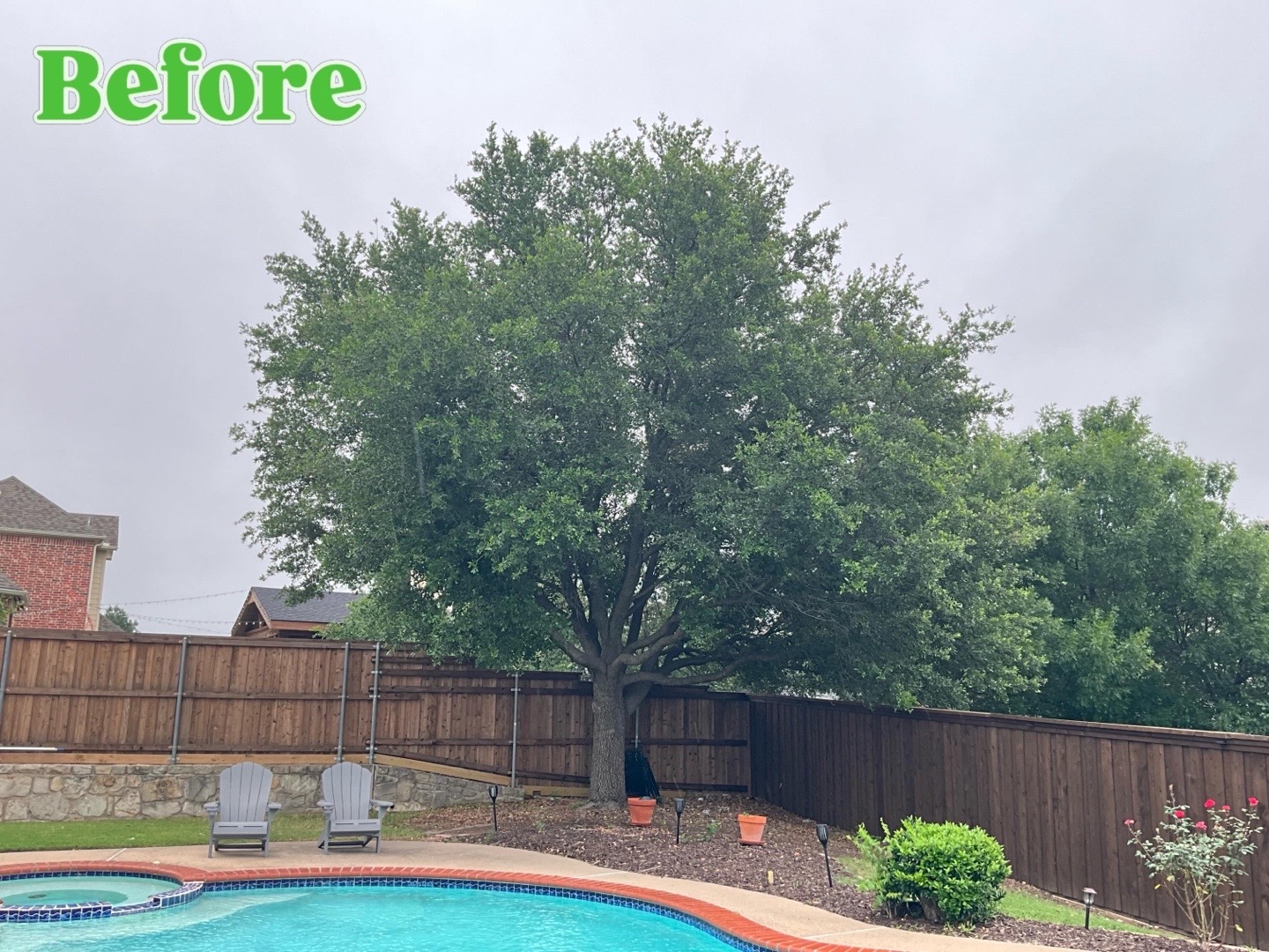 @Live Oak Tree Service