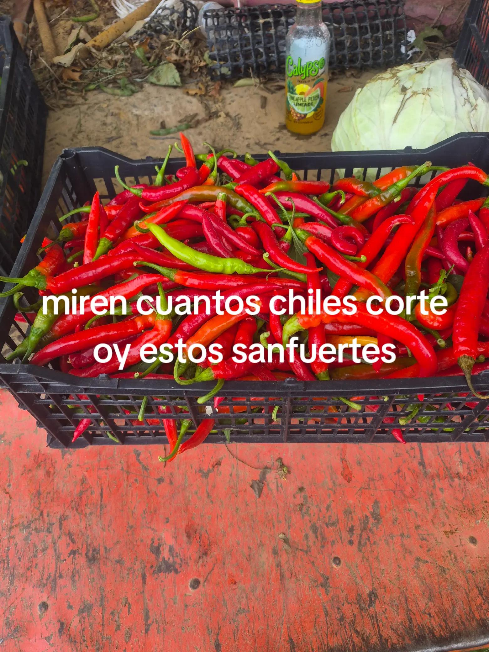 @hernan navarete