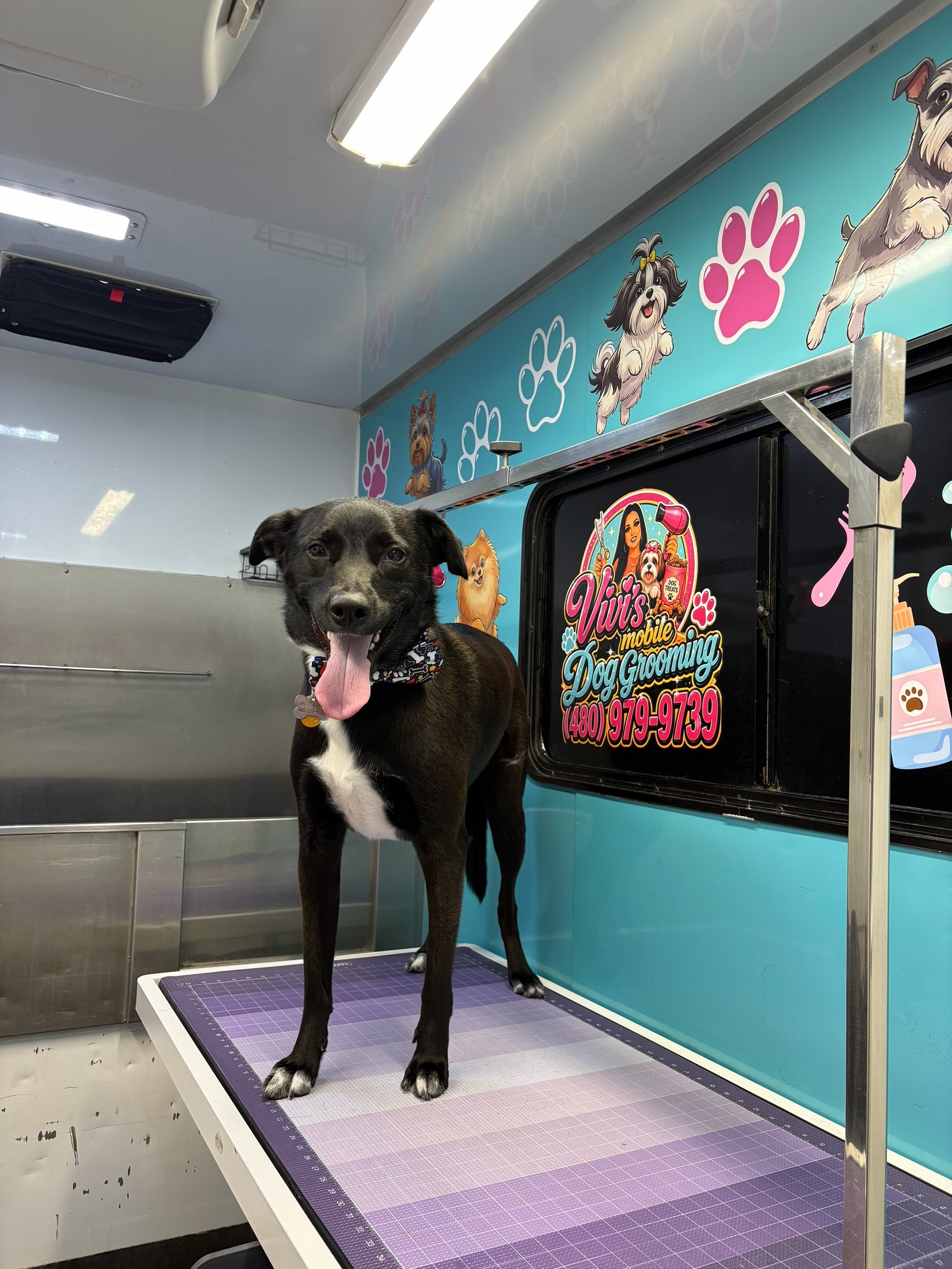 @Vivismobiledoggrooming