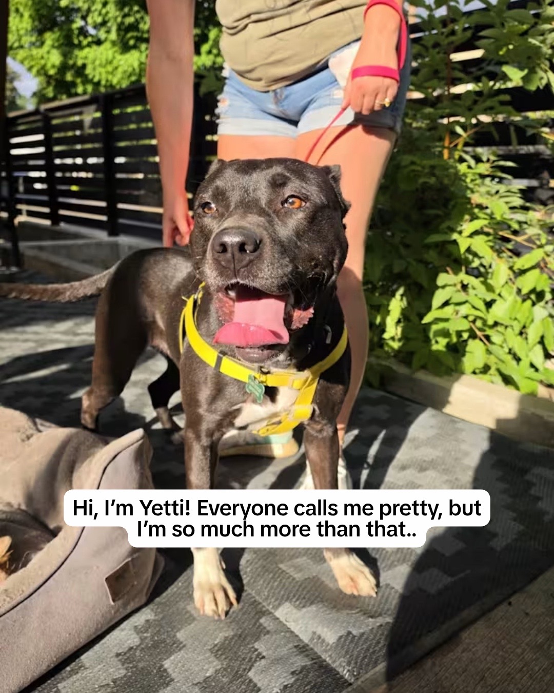 @Adopt a Pet