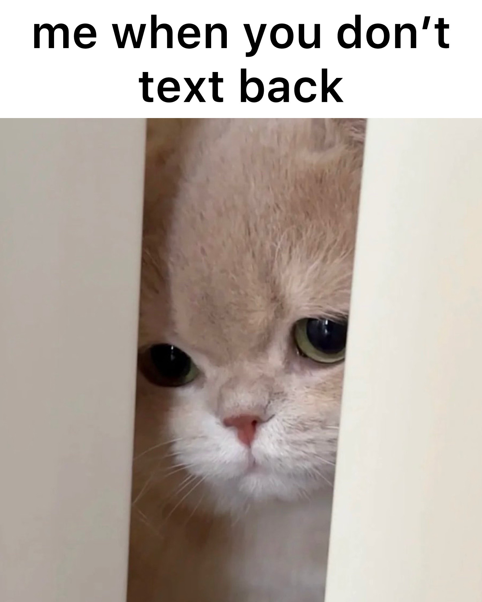 @Cat Memes
