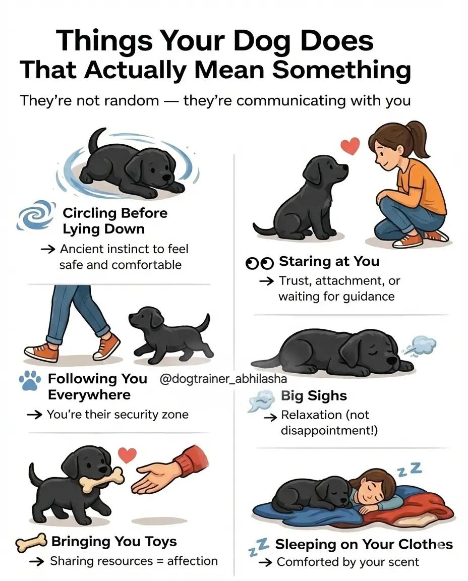 @Abhilasha - DogTrainer