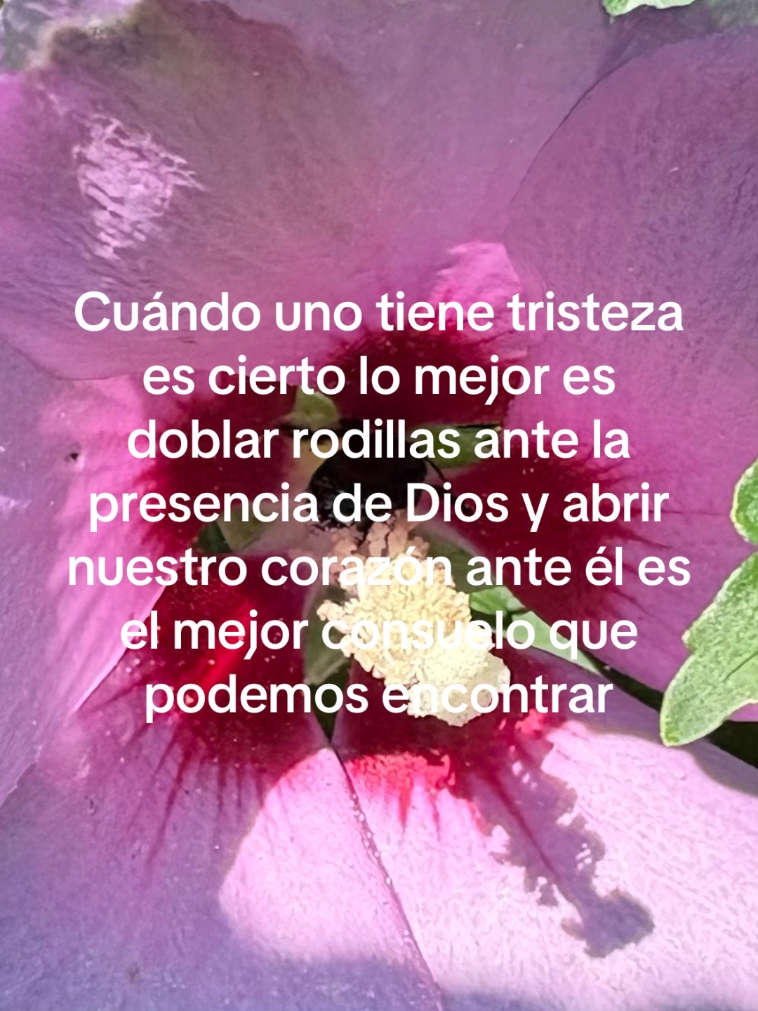 @Araceli vences