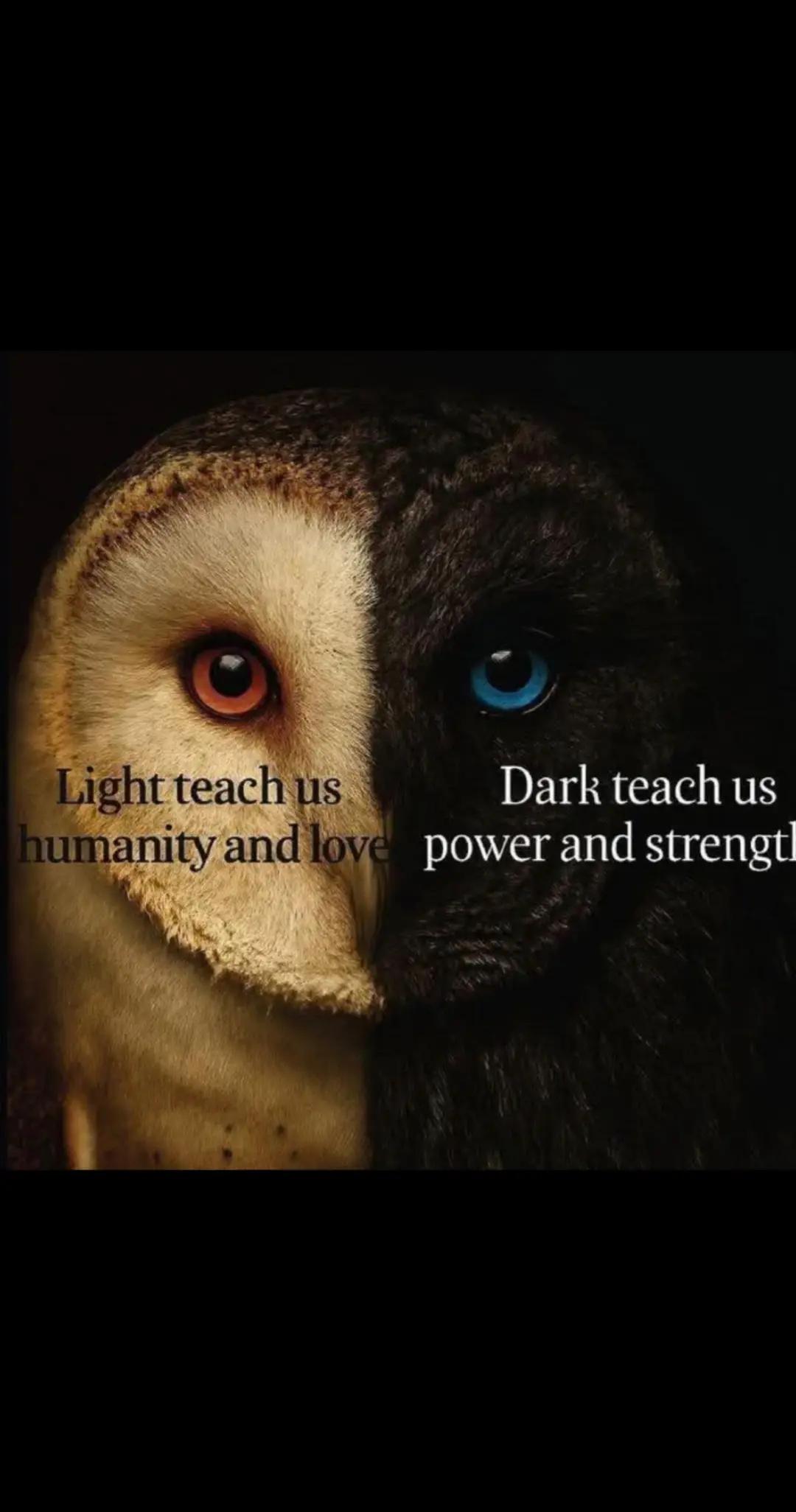 @Birddaddy🦜🦉🦅