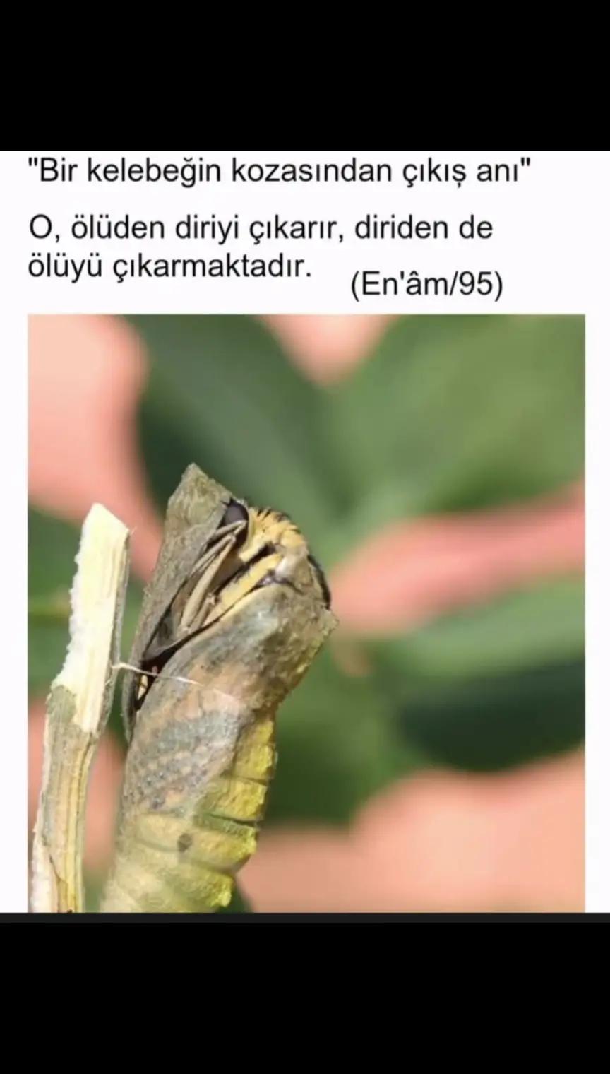 @EL_VEKİL☝🏻