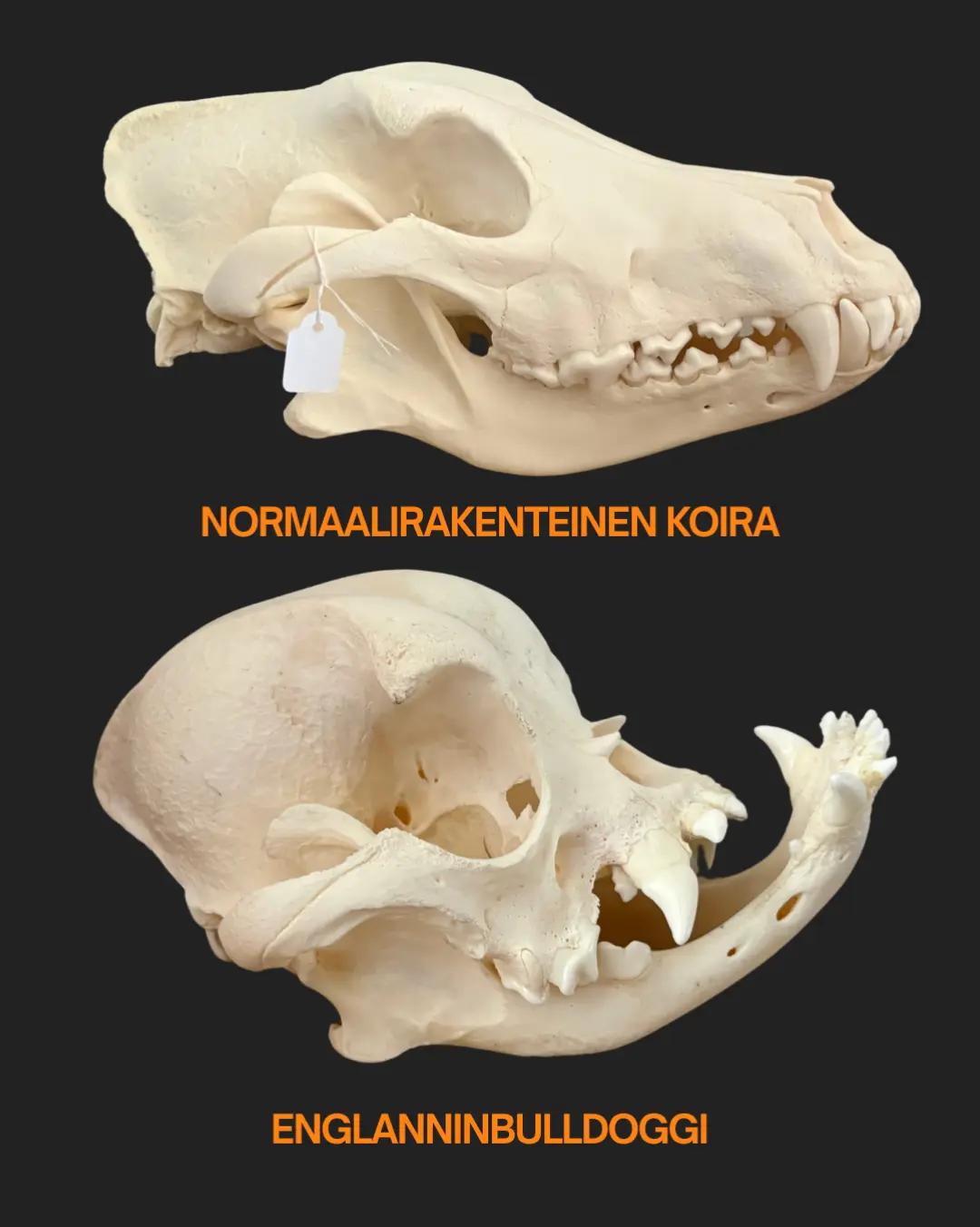 @Kaisa | koirien puolella đ¶