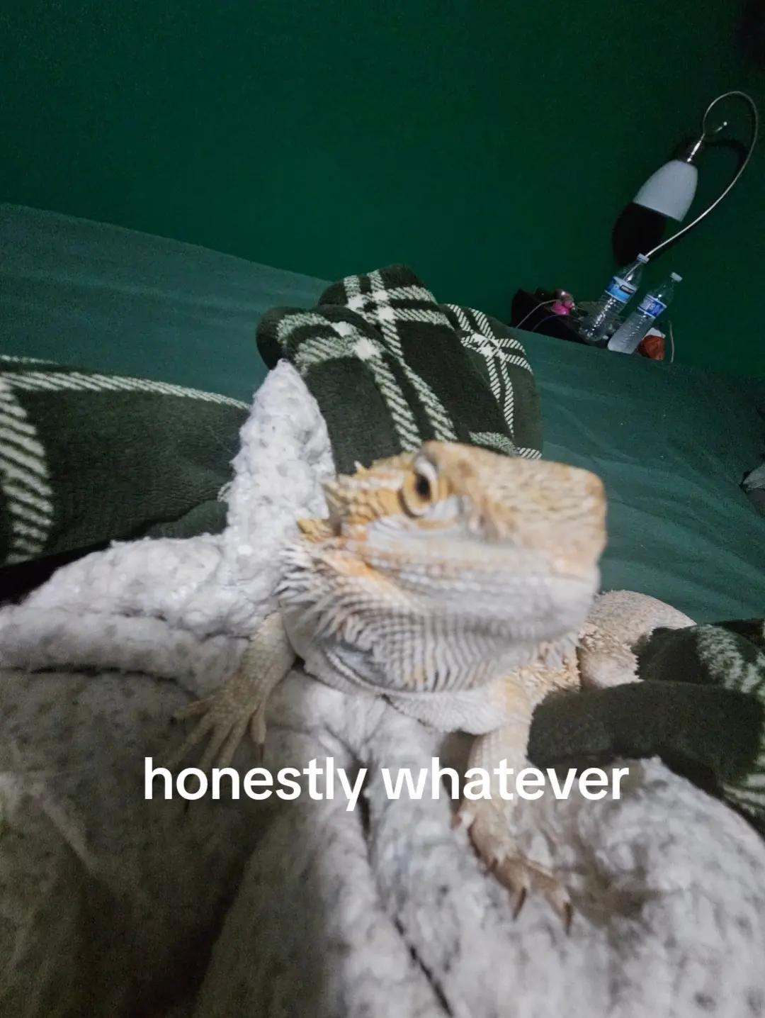 @lena
