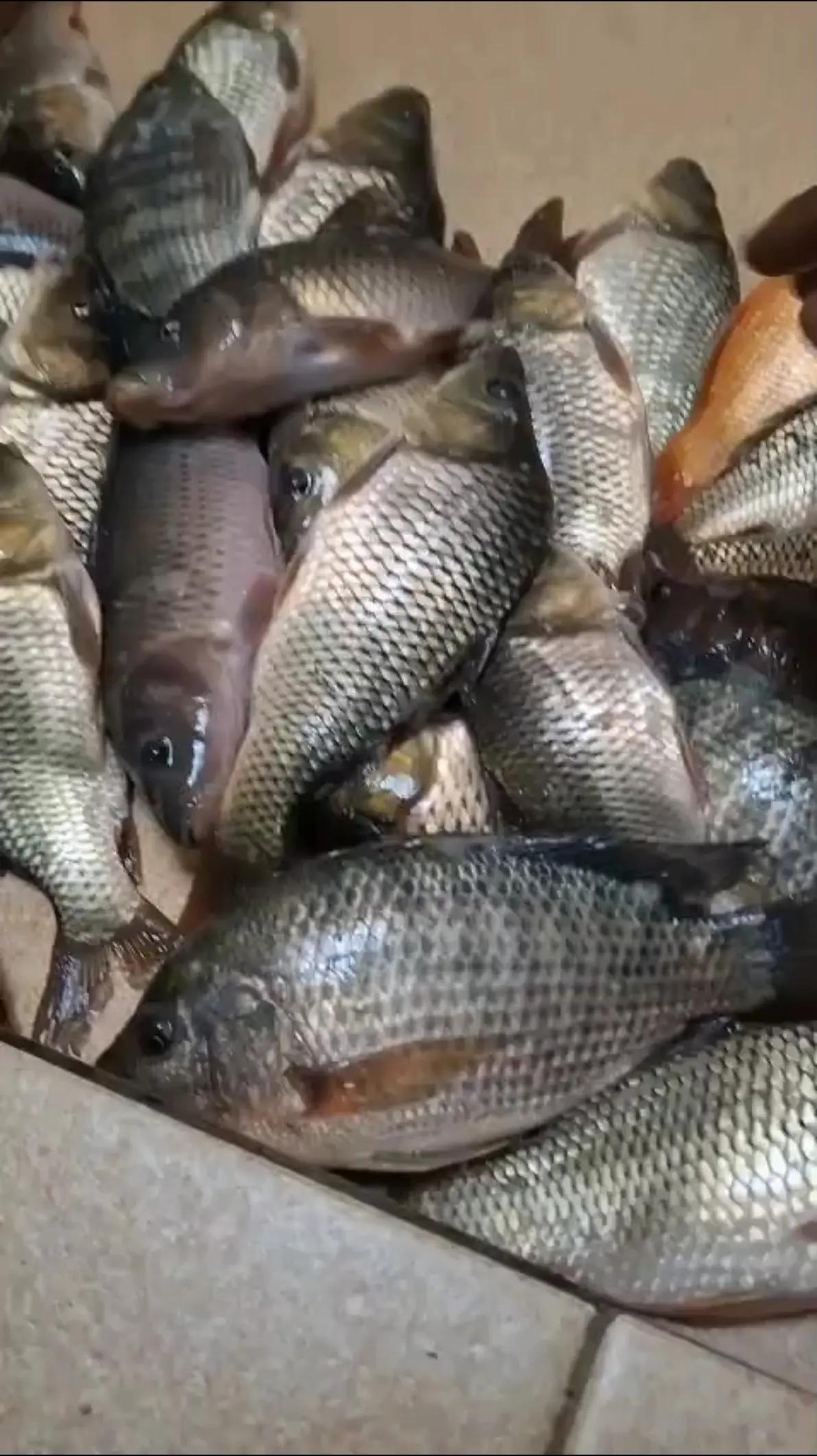 @erdin mancing