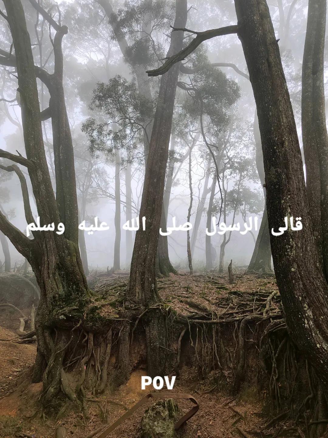 @القرآن الكريم