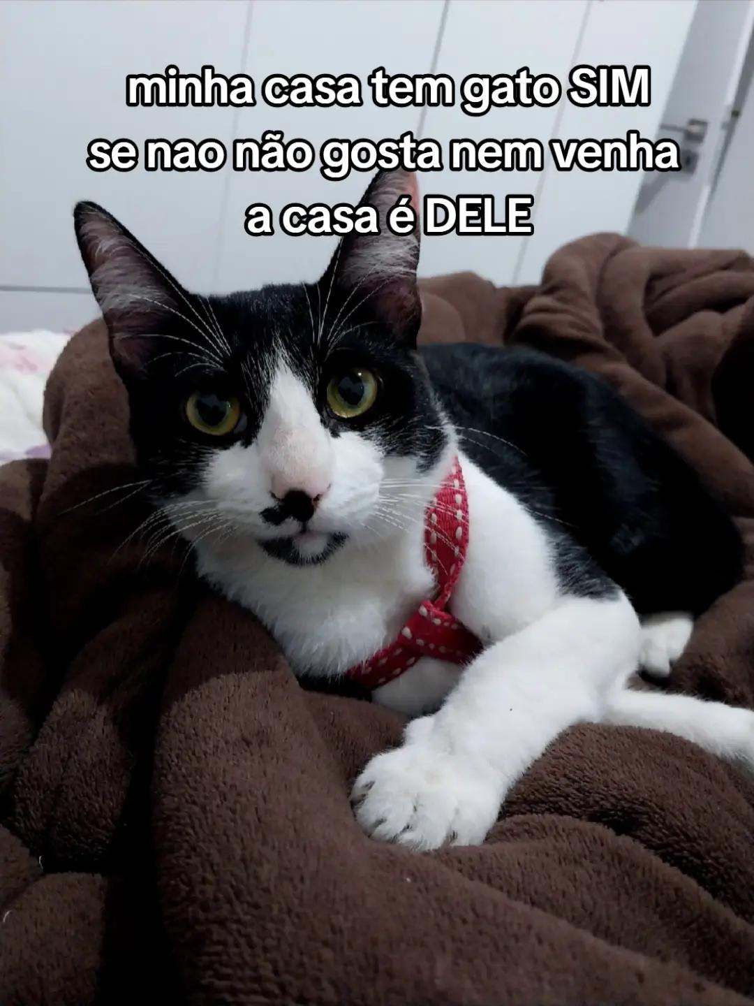 @Ana Paula Araújo