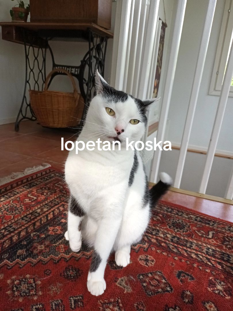 @salibandy ja l&auml;tk&auml;🔛🔝