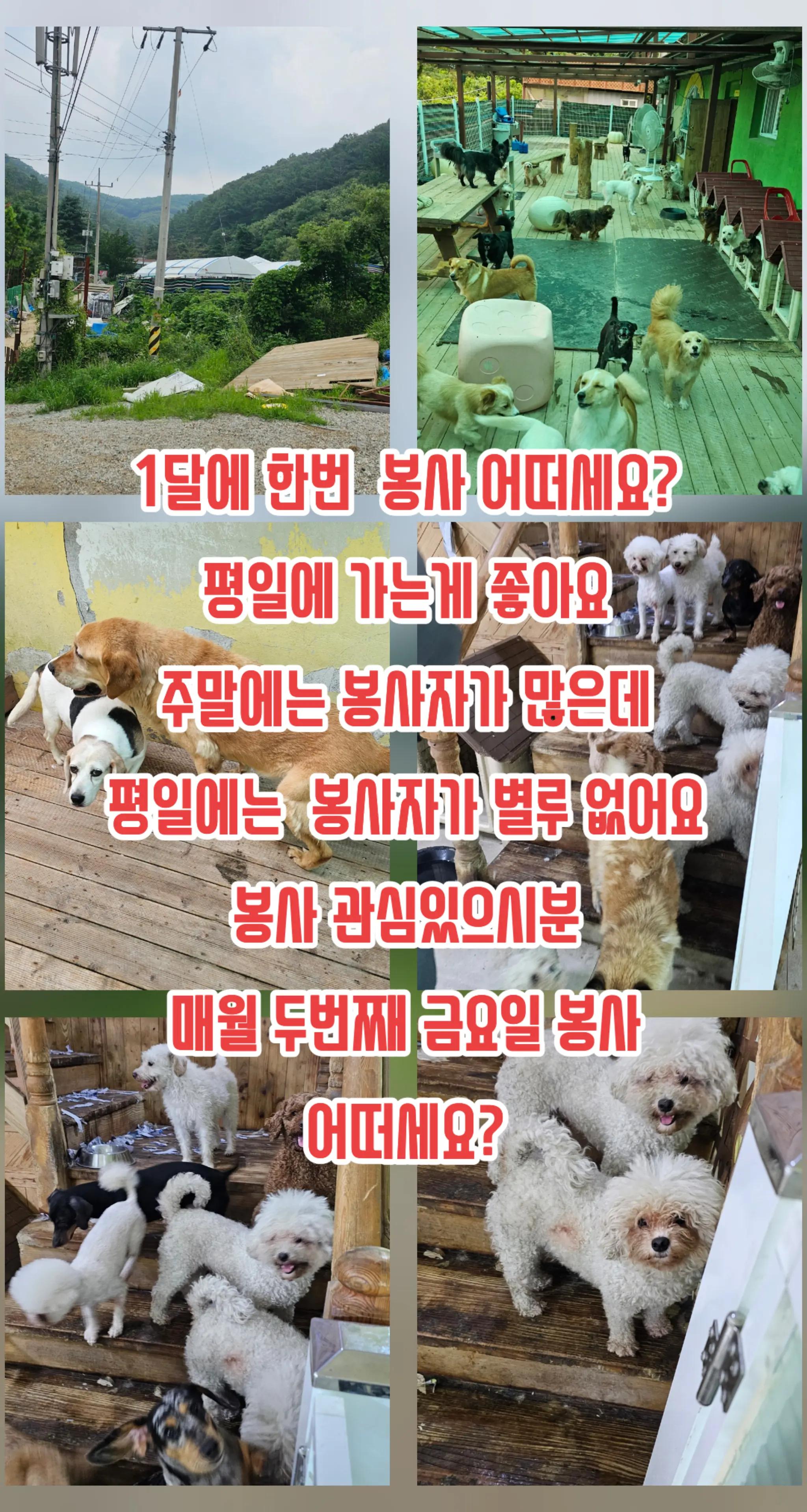 @🐶🐶엄지맘🦮🐕&zwj;🦺🐩