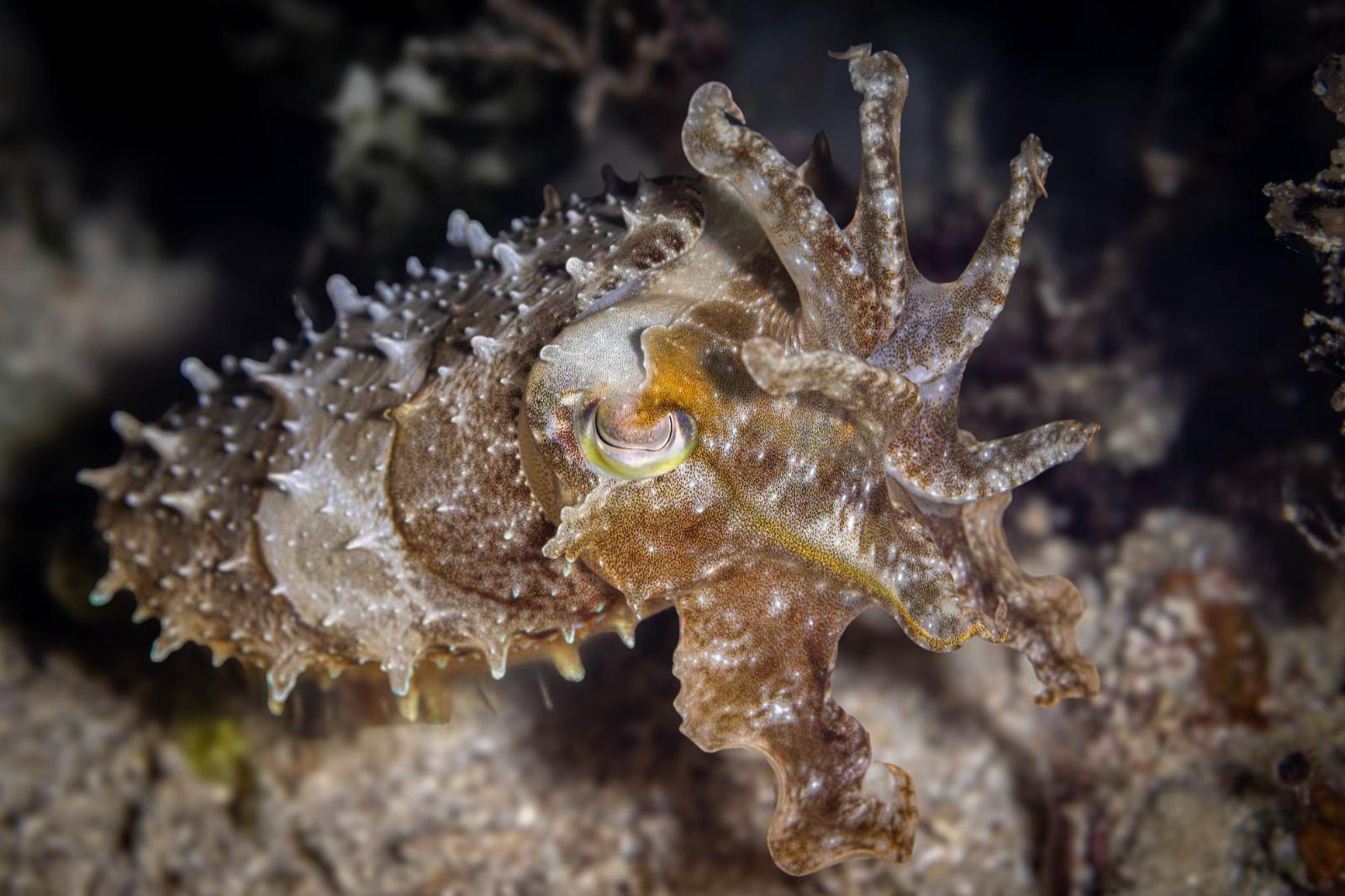 @Diving Tips and Stories