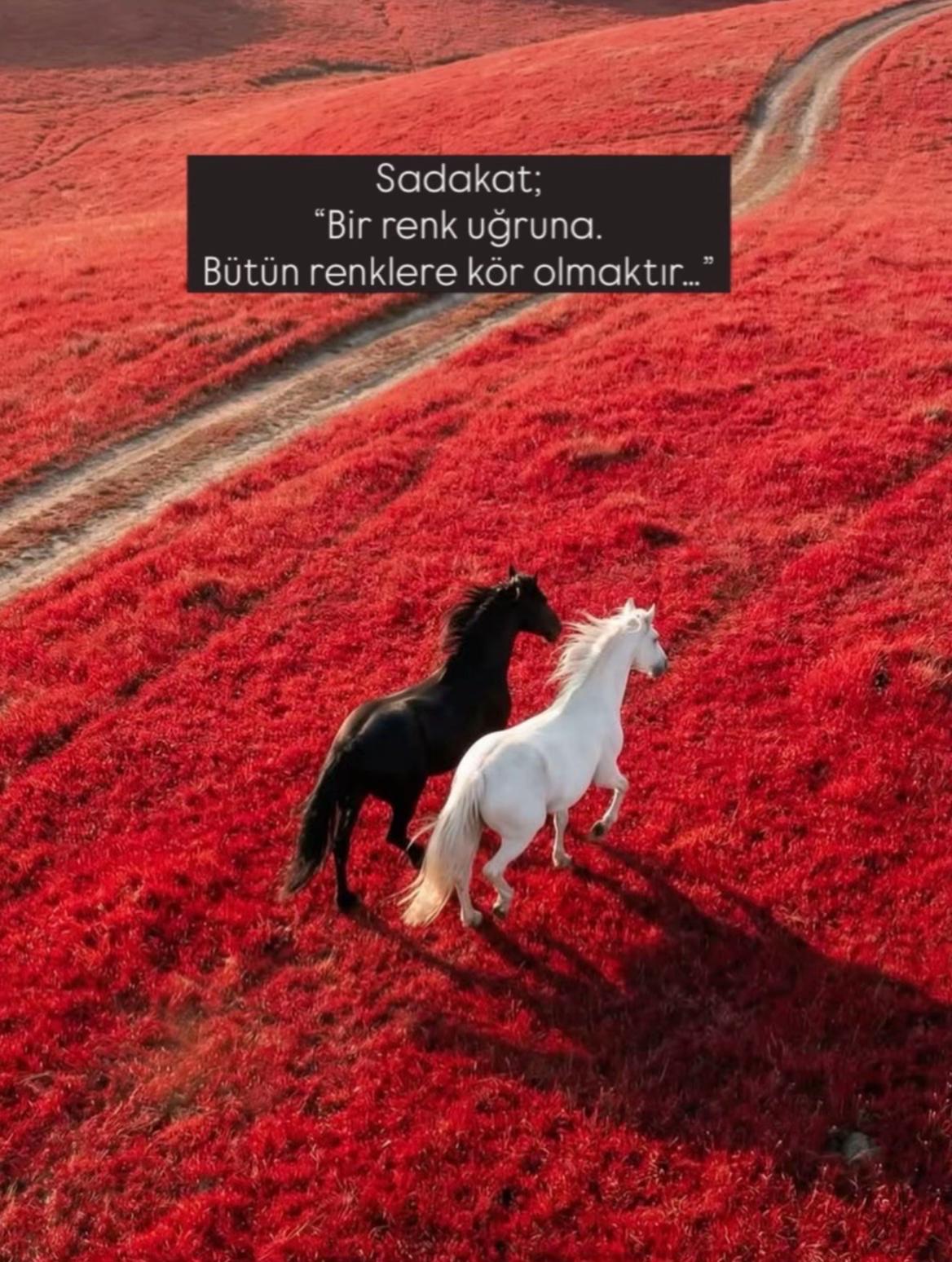 @Aᴢʀᴀᴇʟᴀ