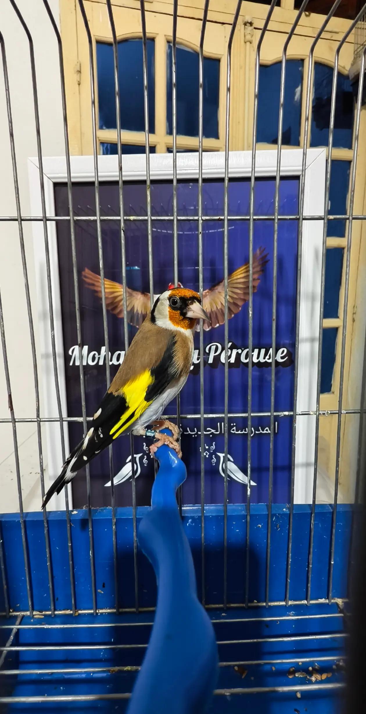 @King Mohamed 🐦