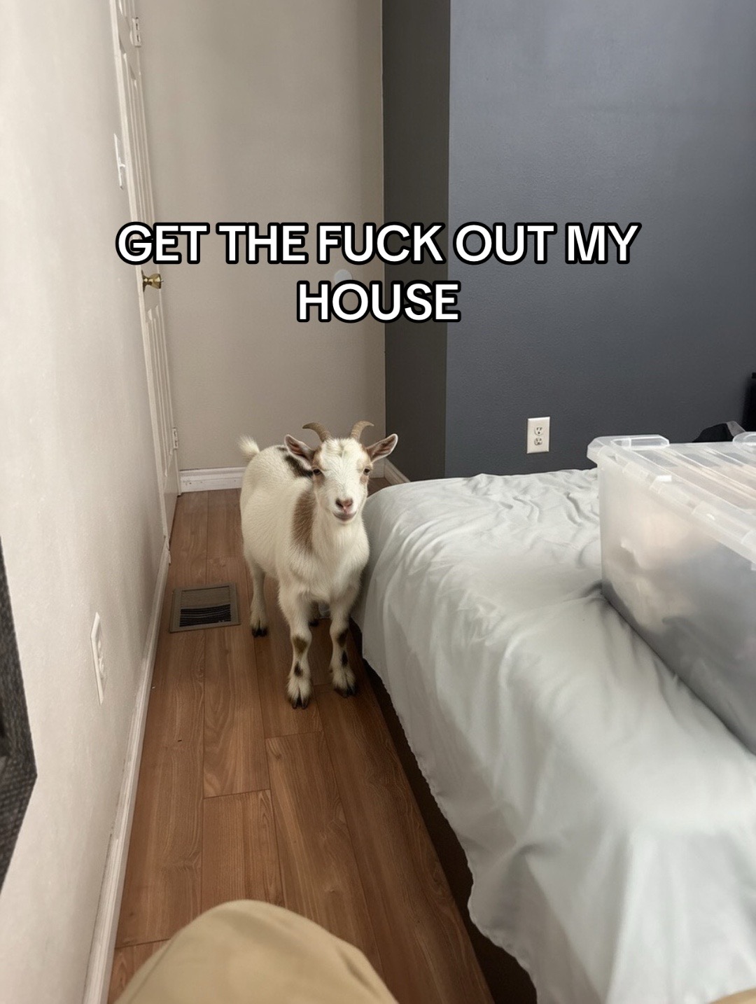 @Chungus Bartholomew