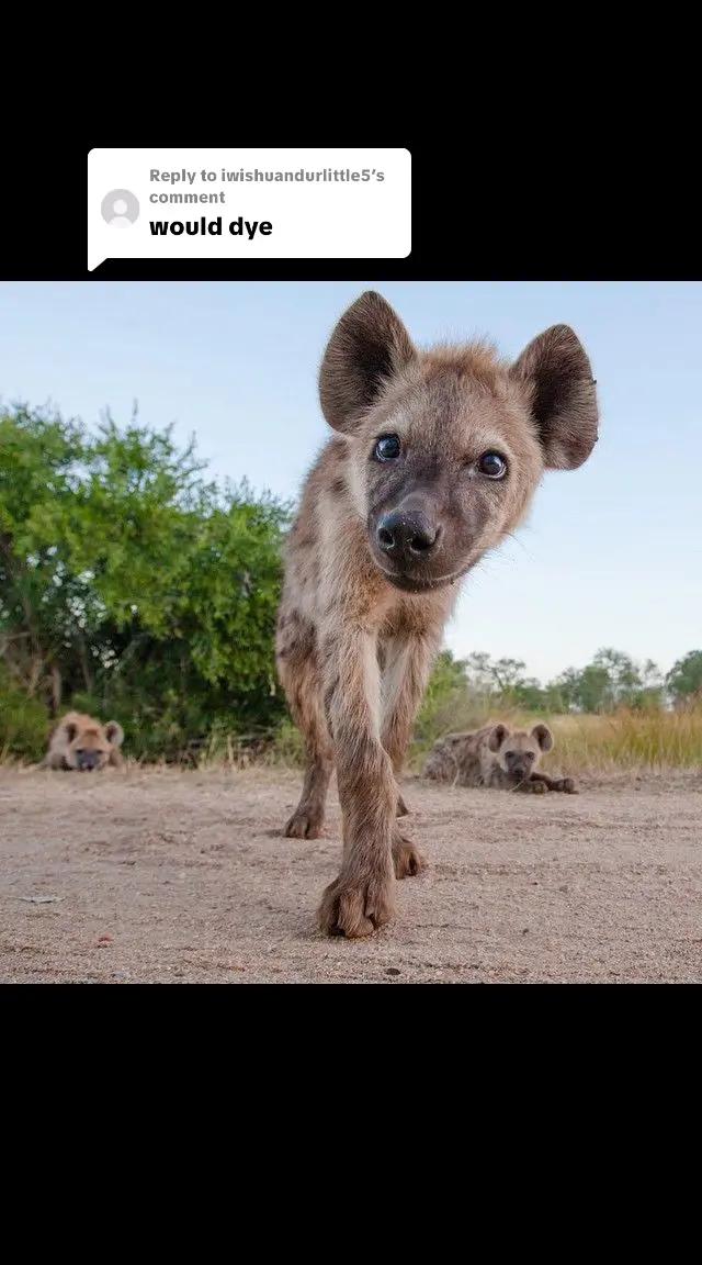 @AbrahamTheHyena✝️