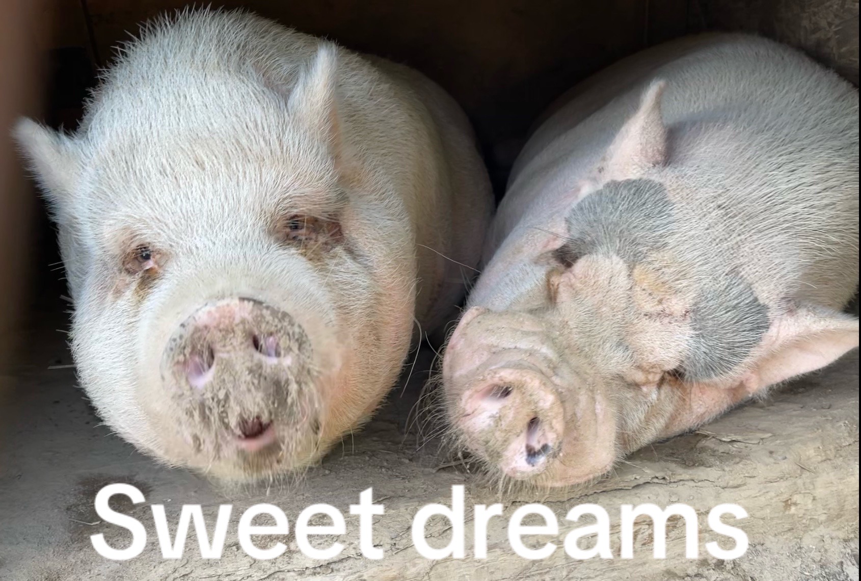 @Amy’s Acres Rescue/Sanctuary🐽