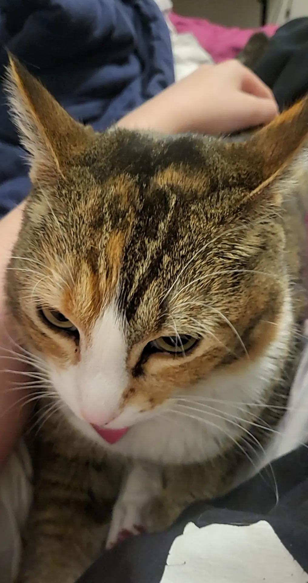 @meowl