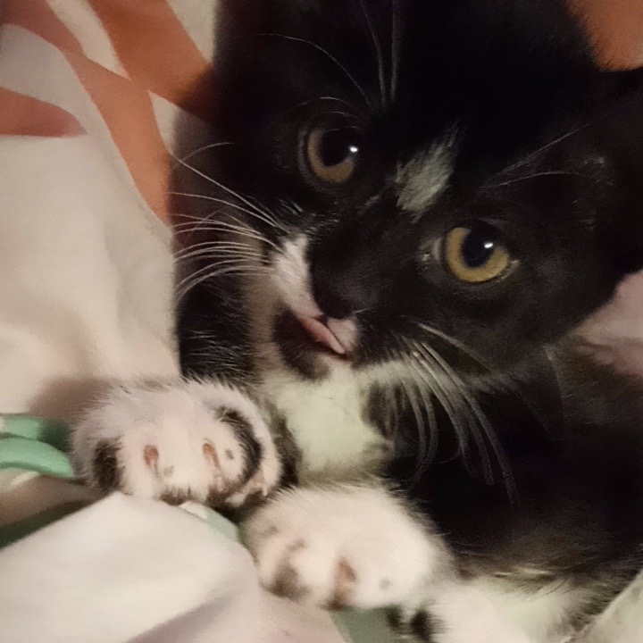 @dihhnika🧁🫧🐾