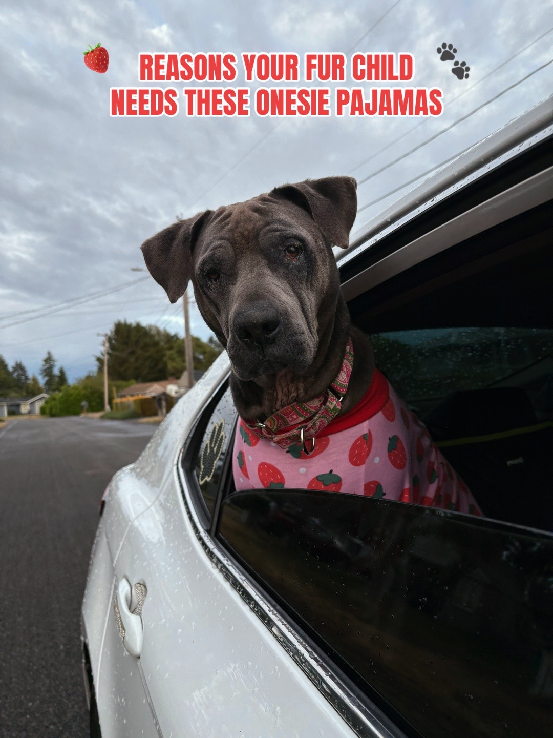 @kai•thedogmother🐾