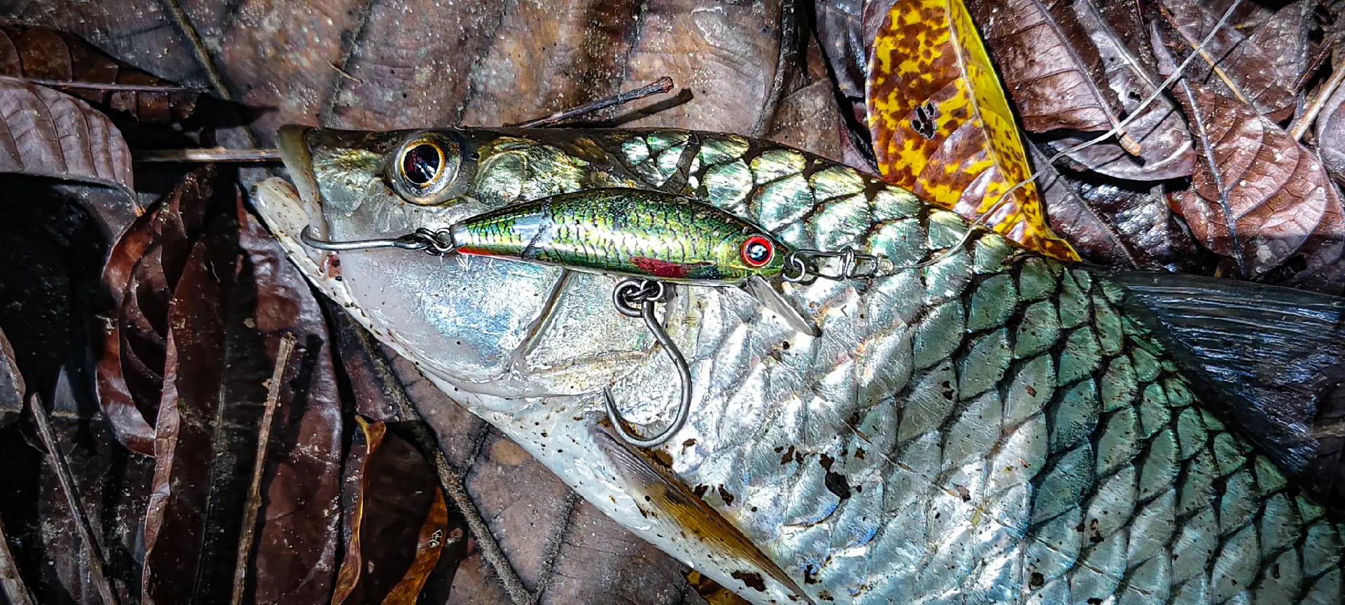 @Damz Strike Fishing