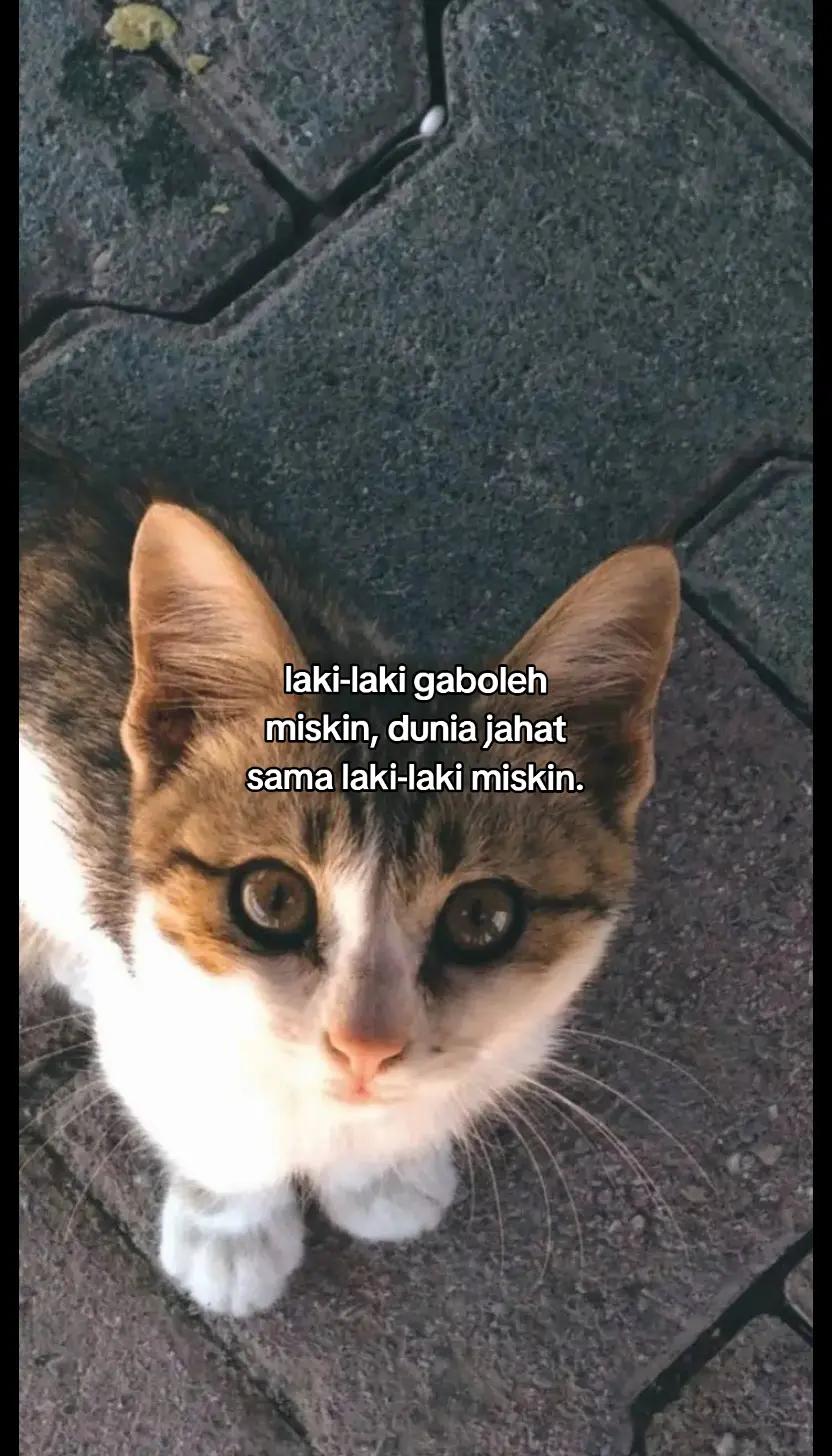 @kal