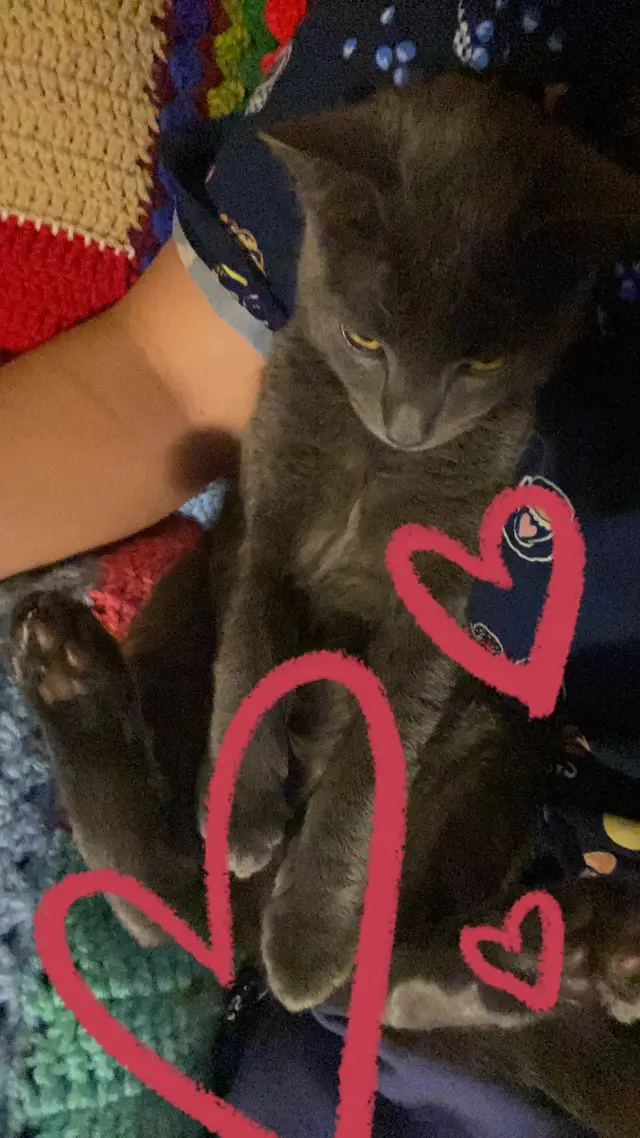 @catmomjailee123