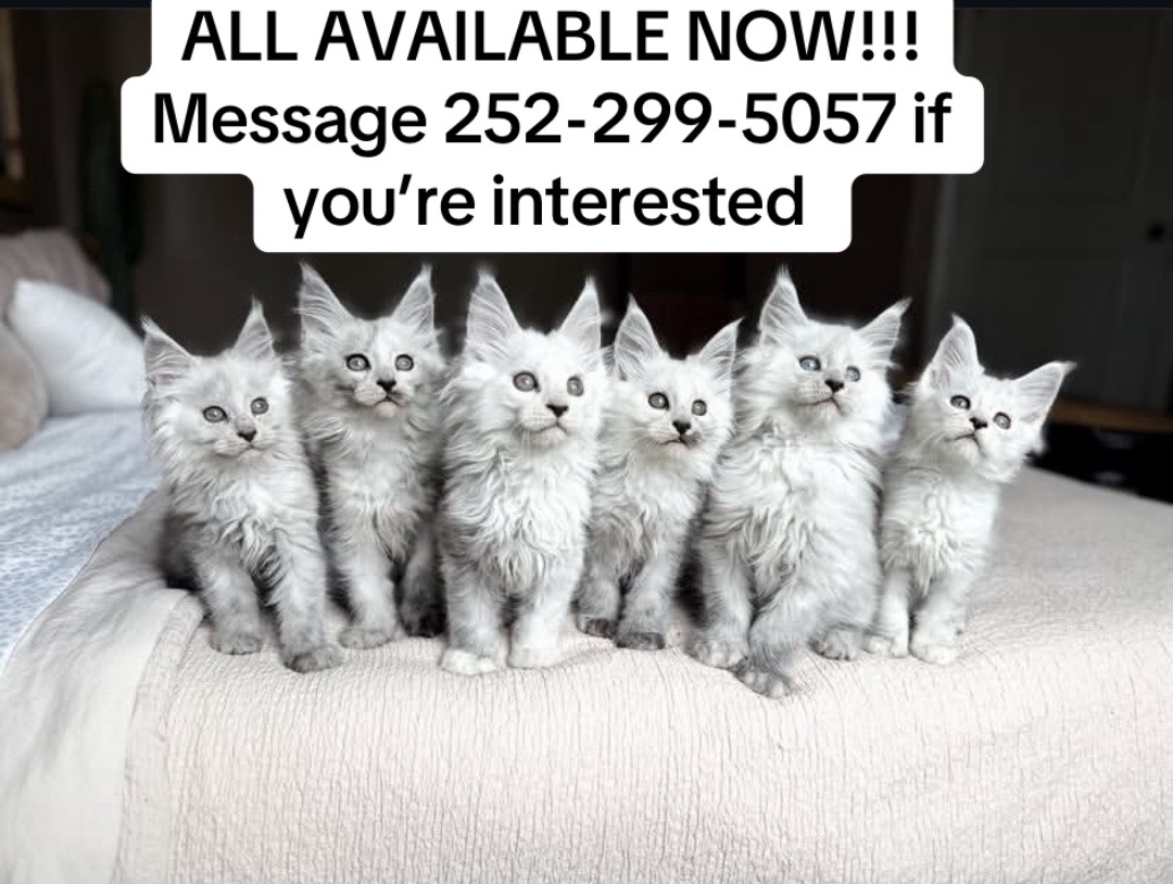 @blackkitties