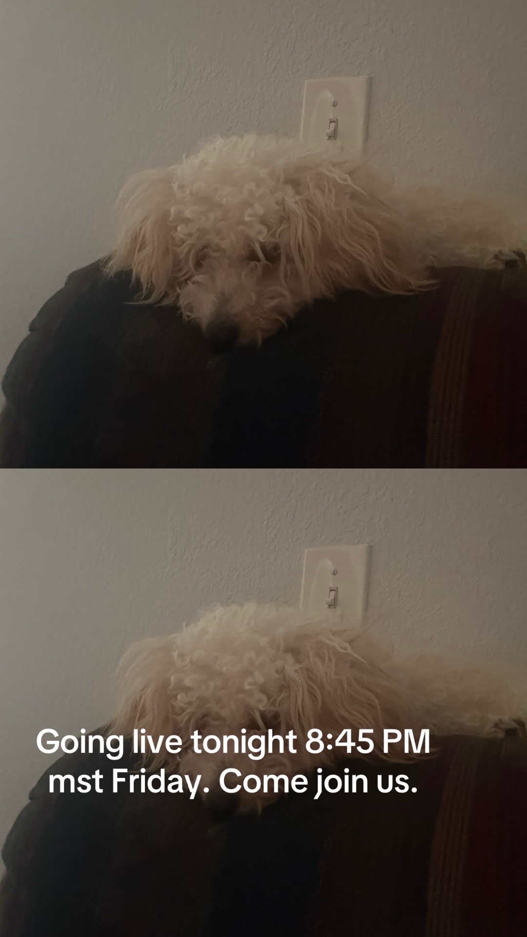 @granniespartyanimals